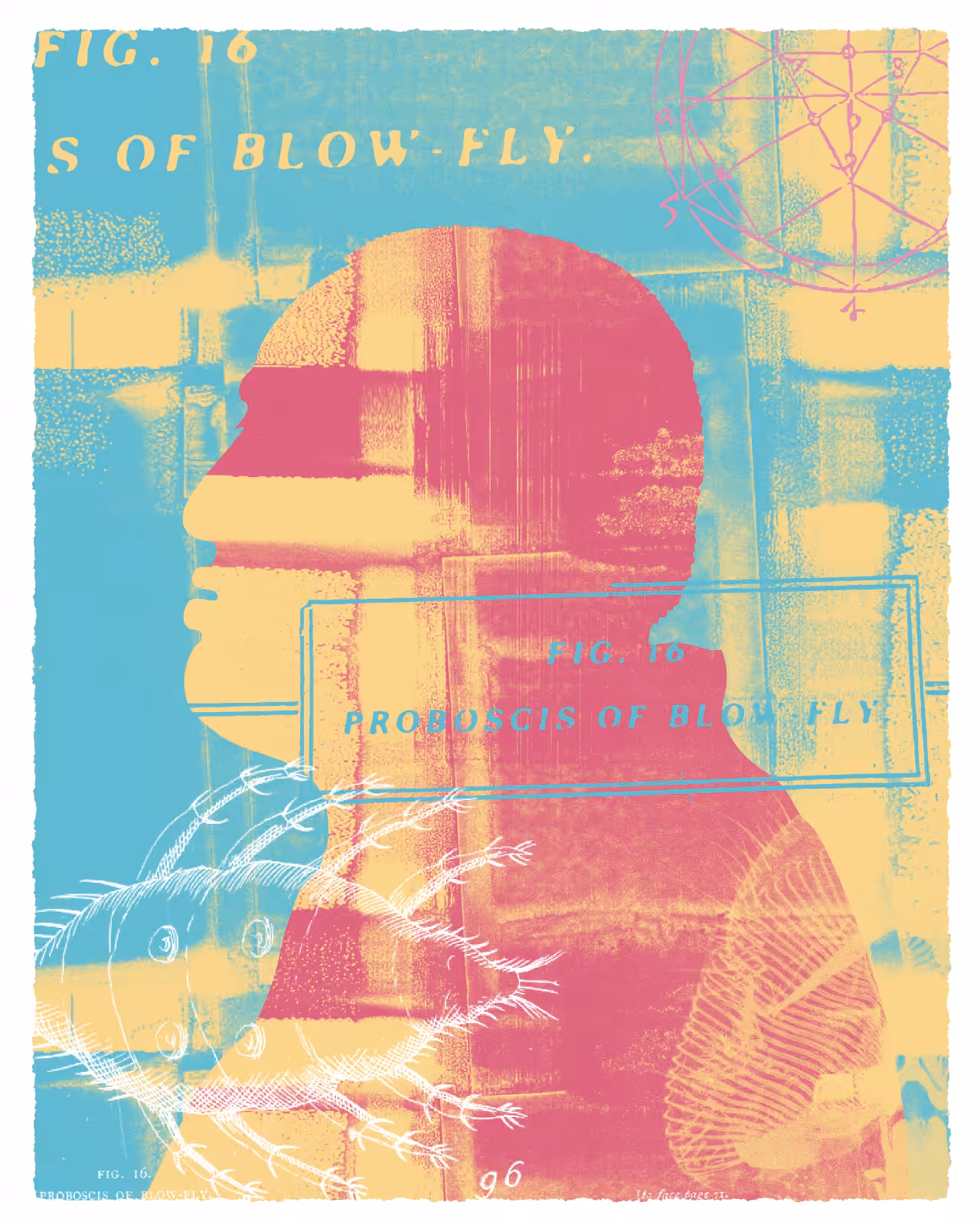 Blowfly