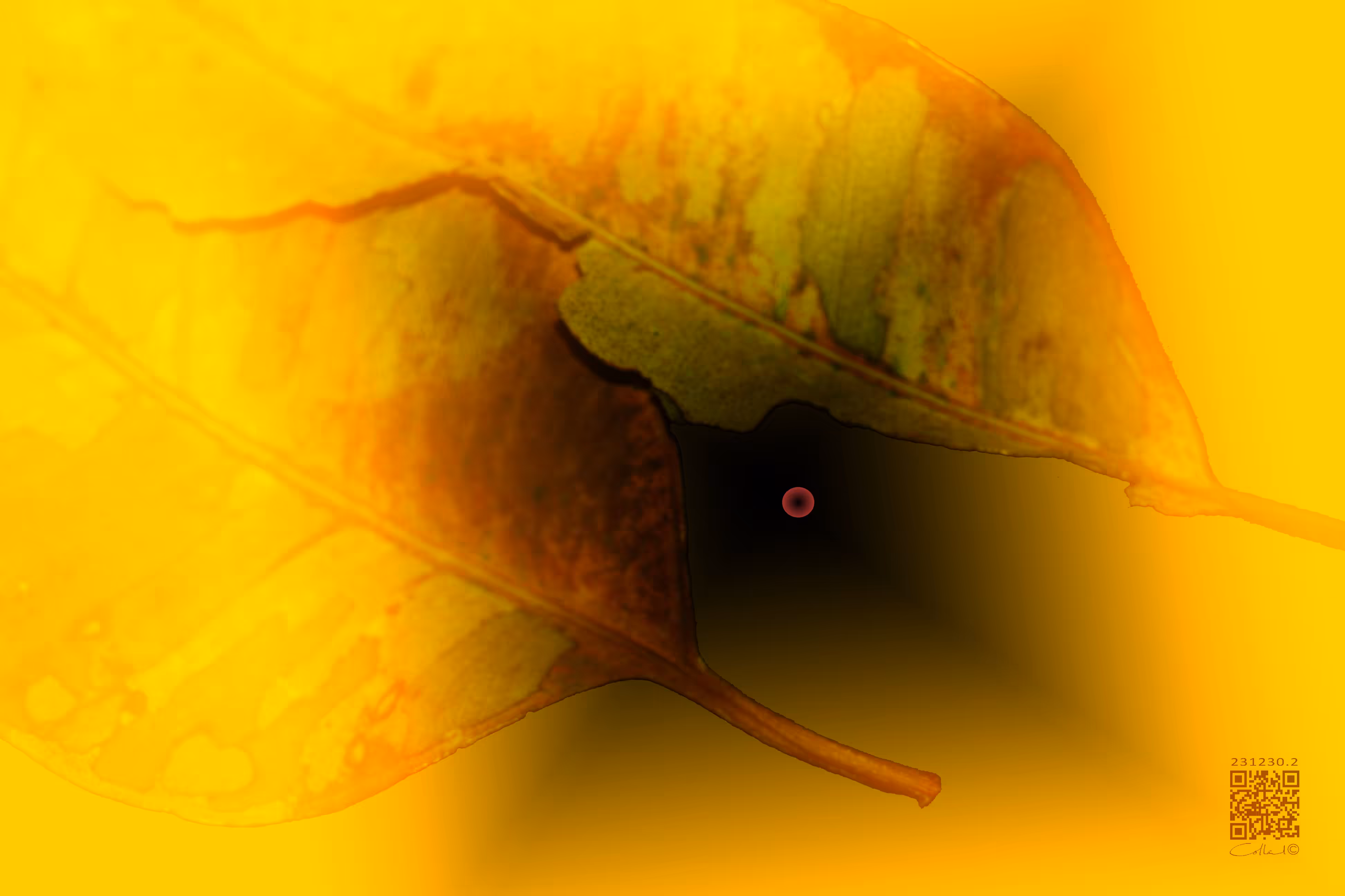 'conjoined twin leaf'  -  231230.2.2 #1