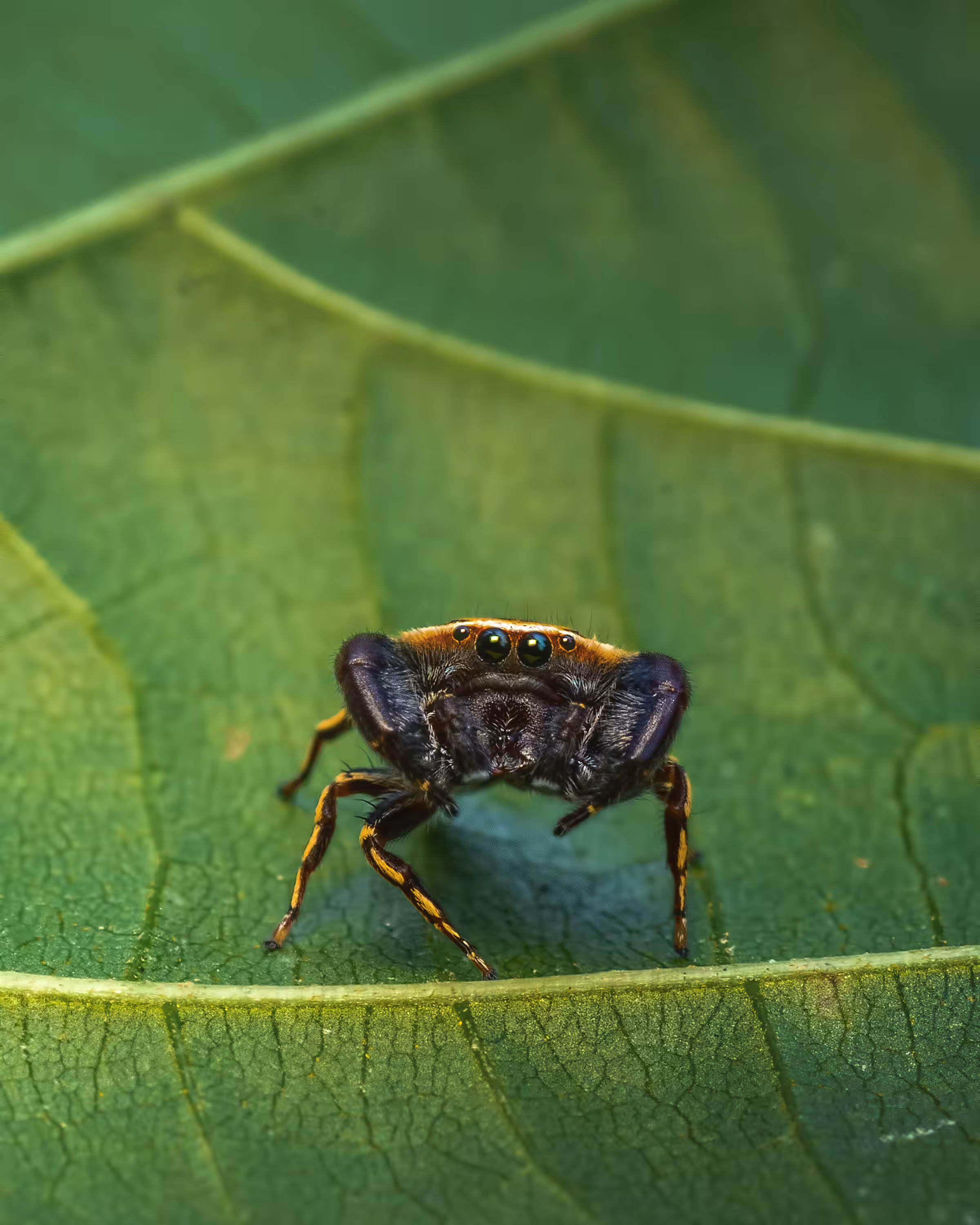 Jumping Spider #1