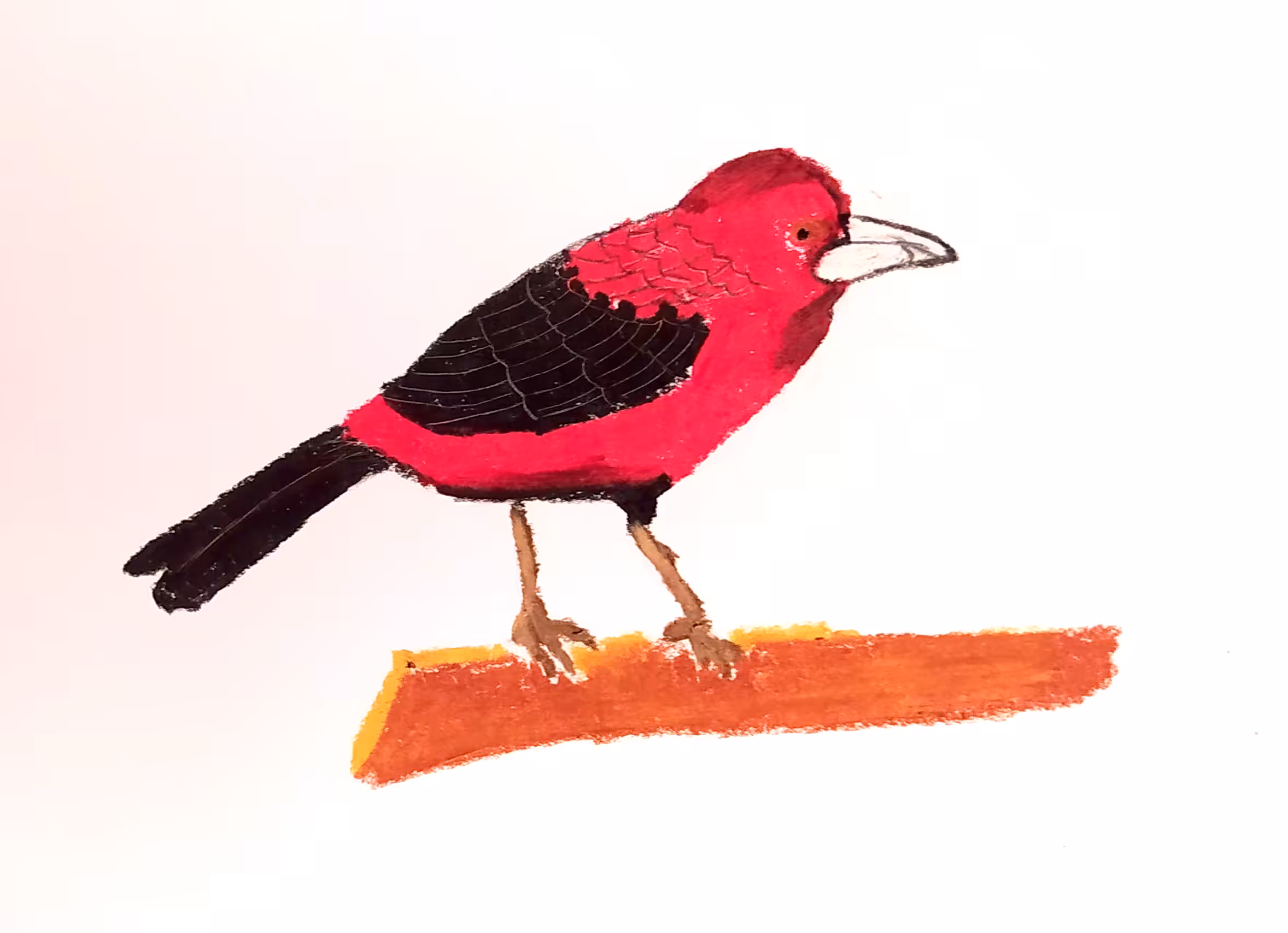 asoma terciopelo