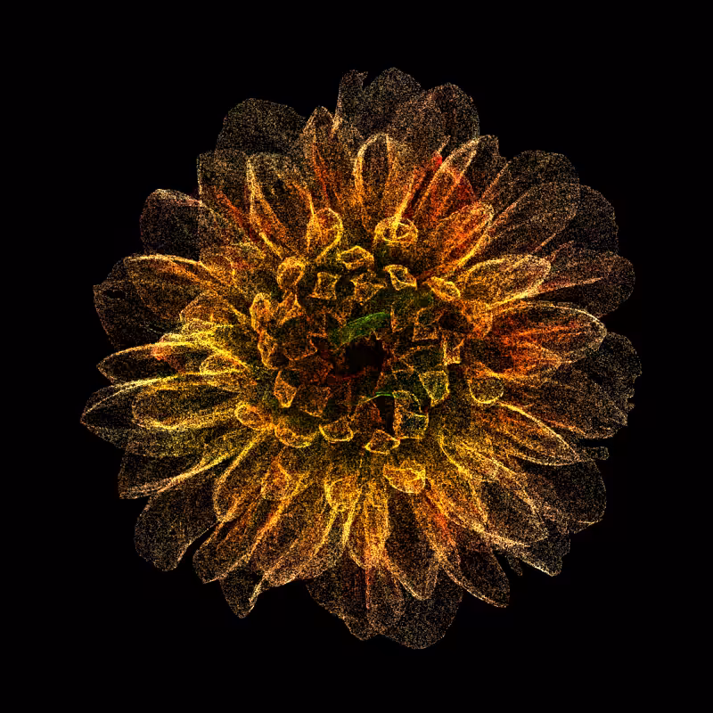 Dahlia Pinnata 30 #128