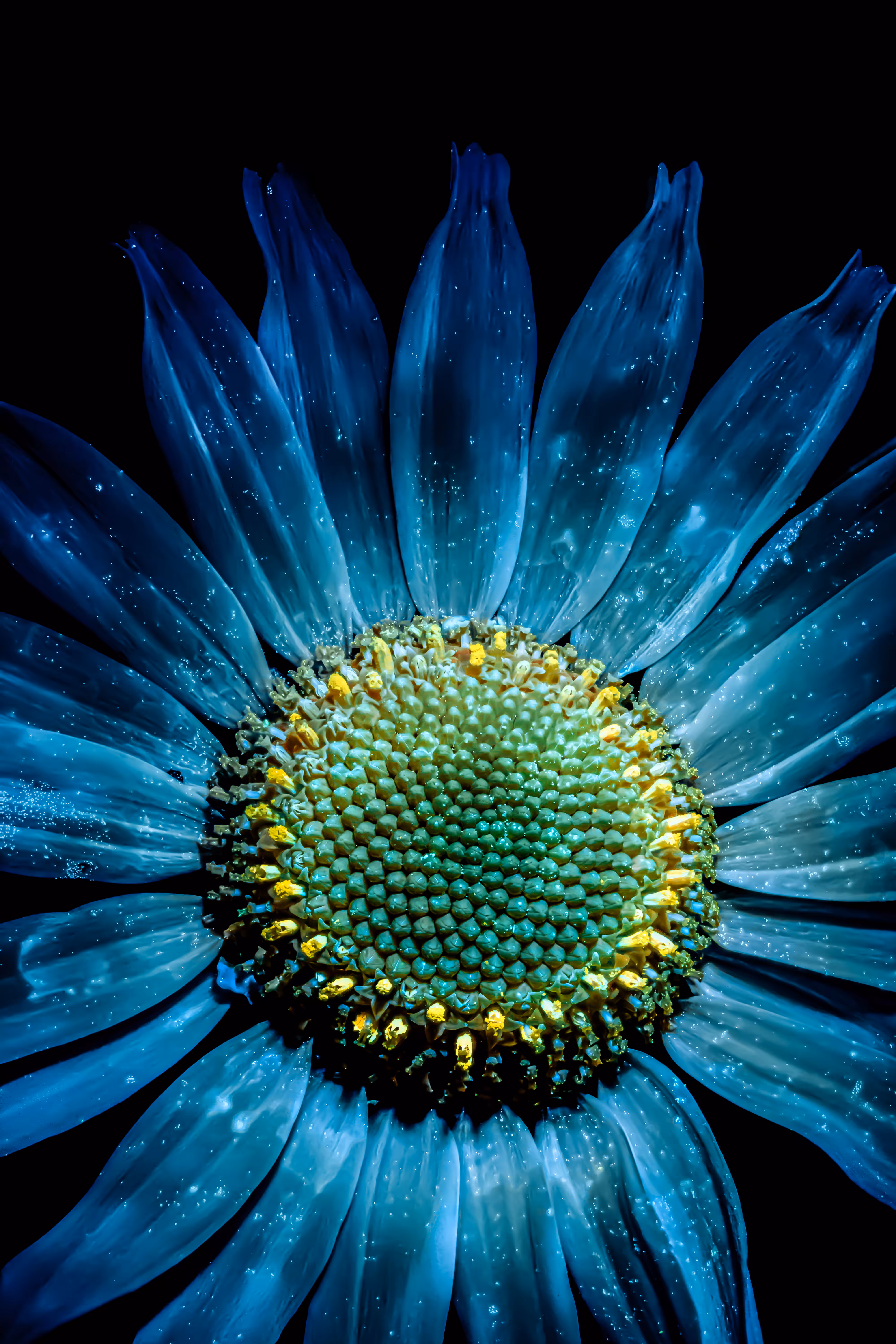Daisy