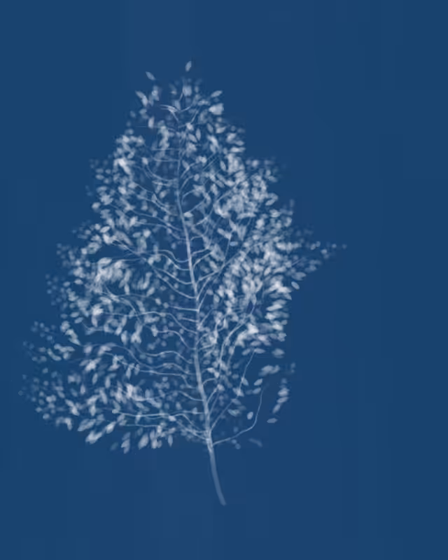 Cyanotypes #28