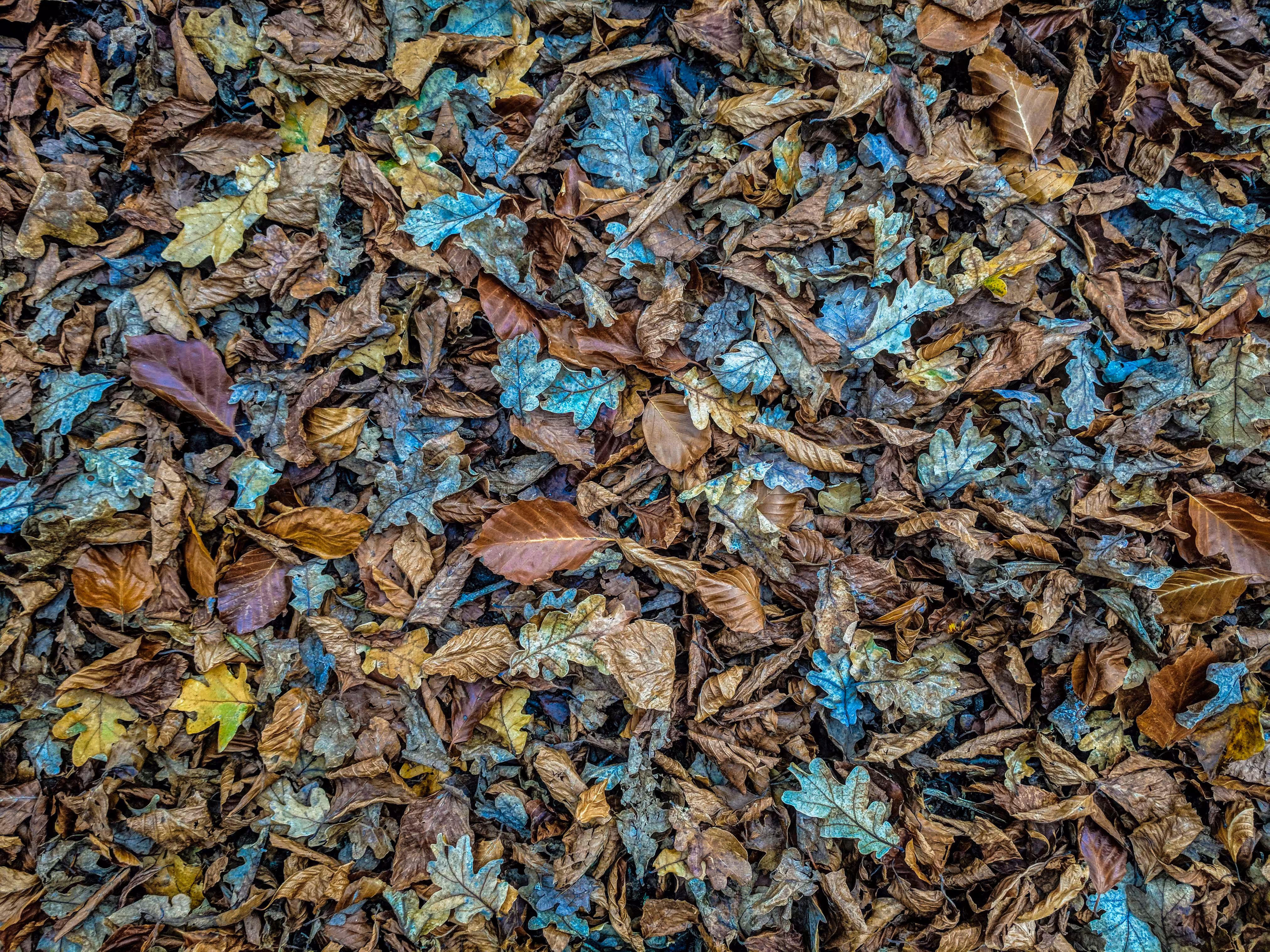 Autumn Reach