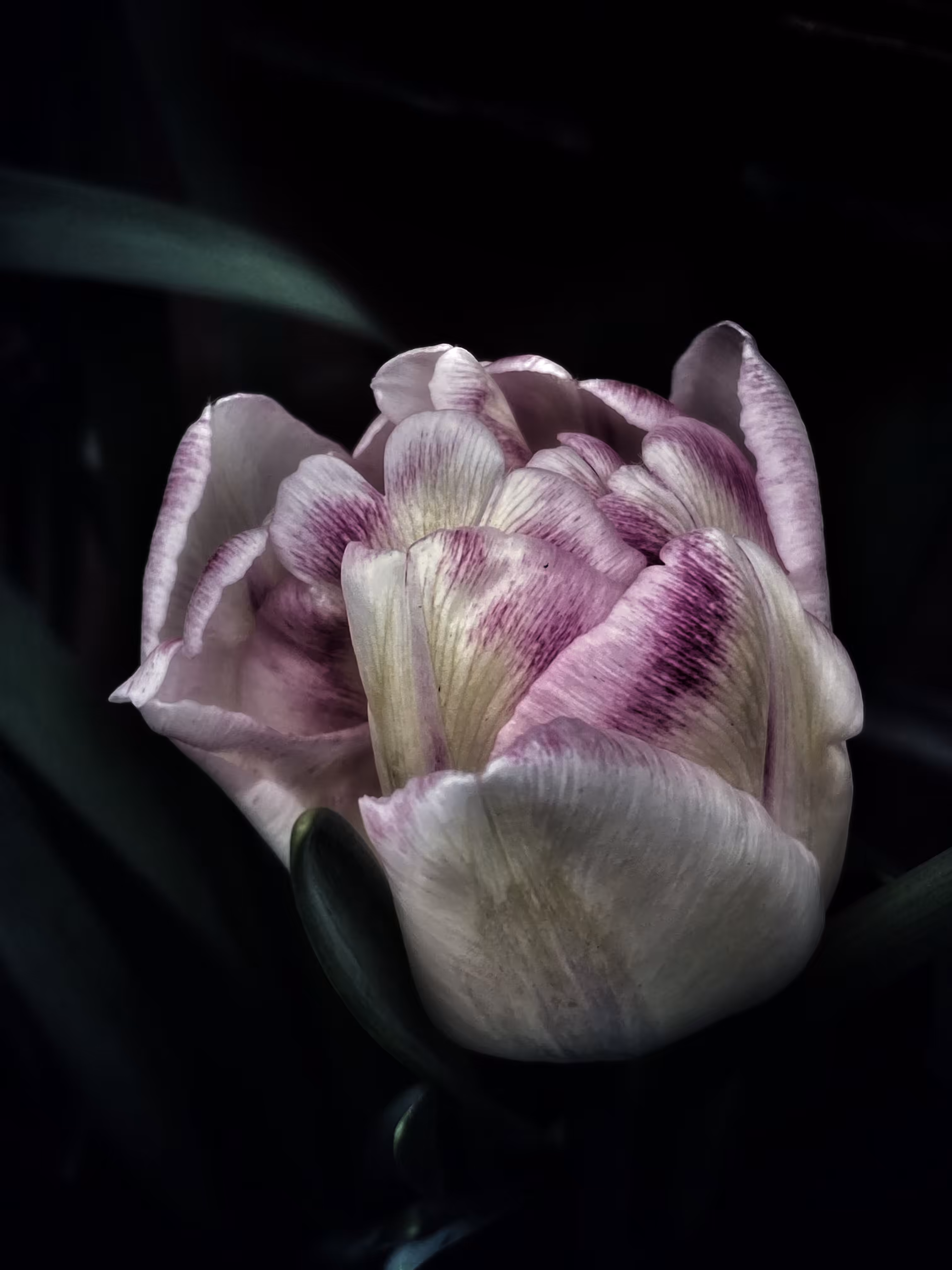 Unfurling in the Darkness