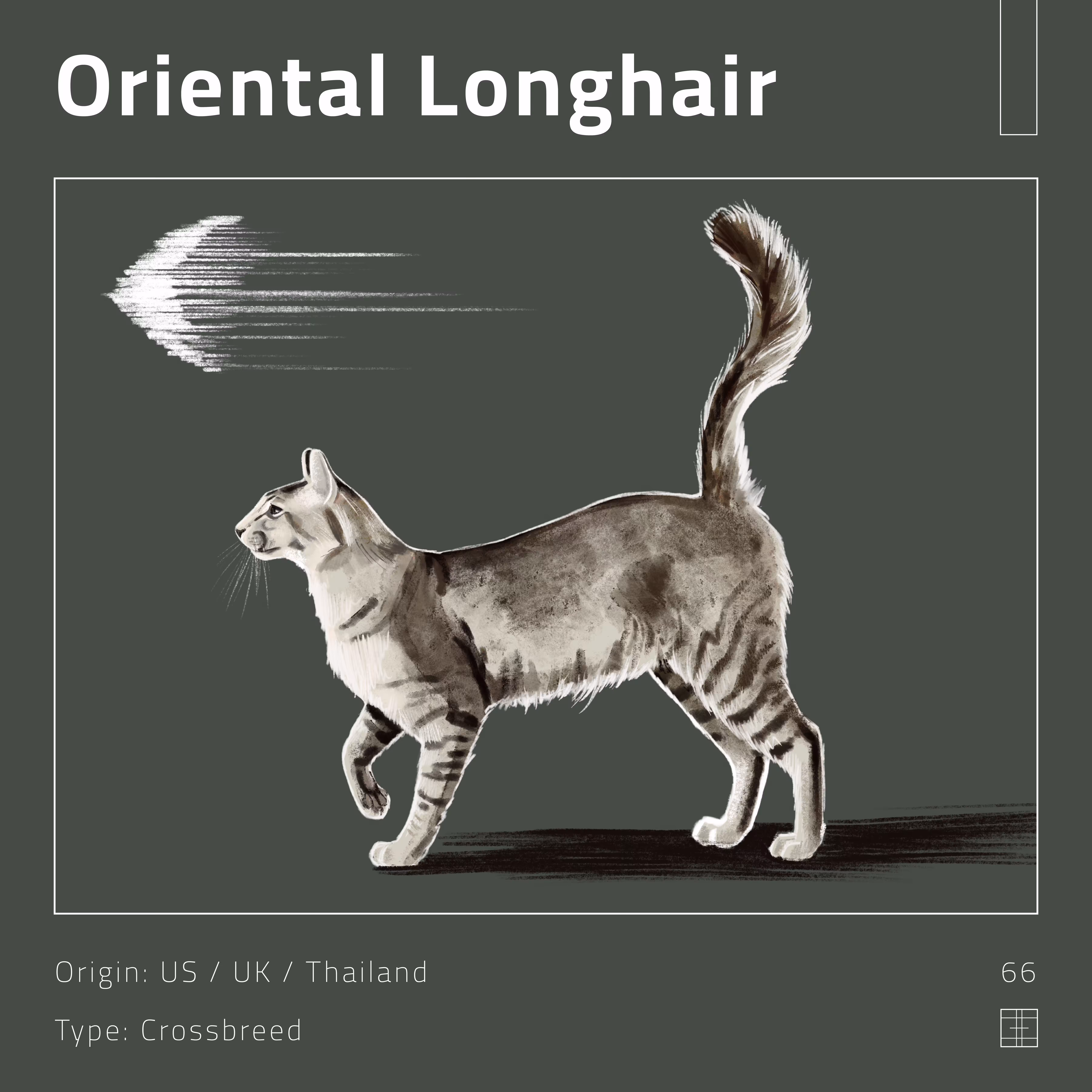 66 – Oriental Longhair 