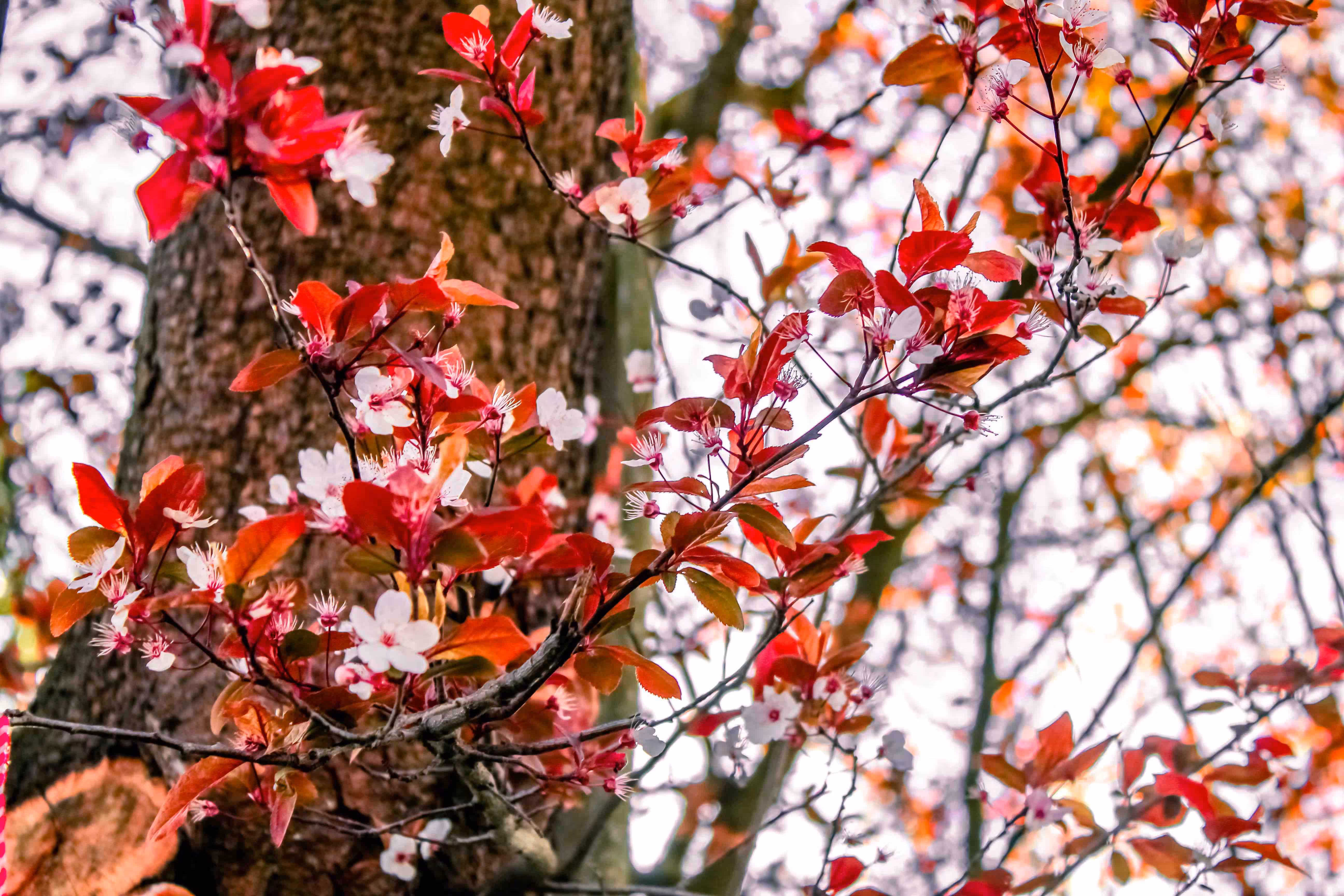 Blossom