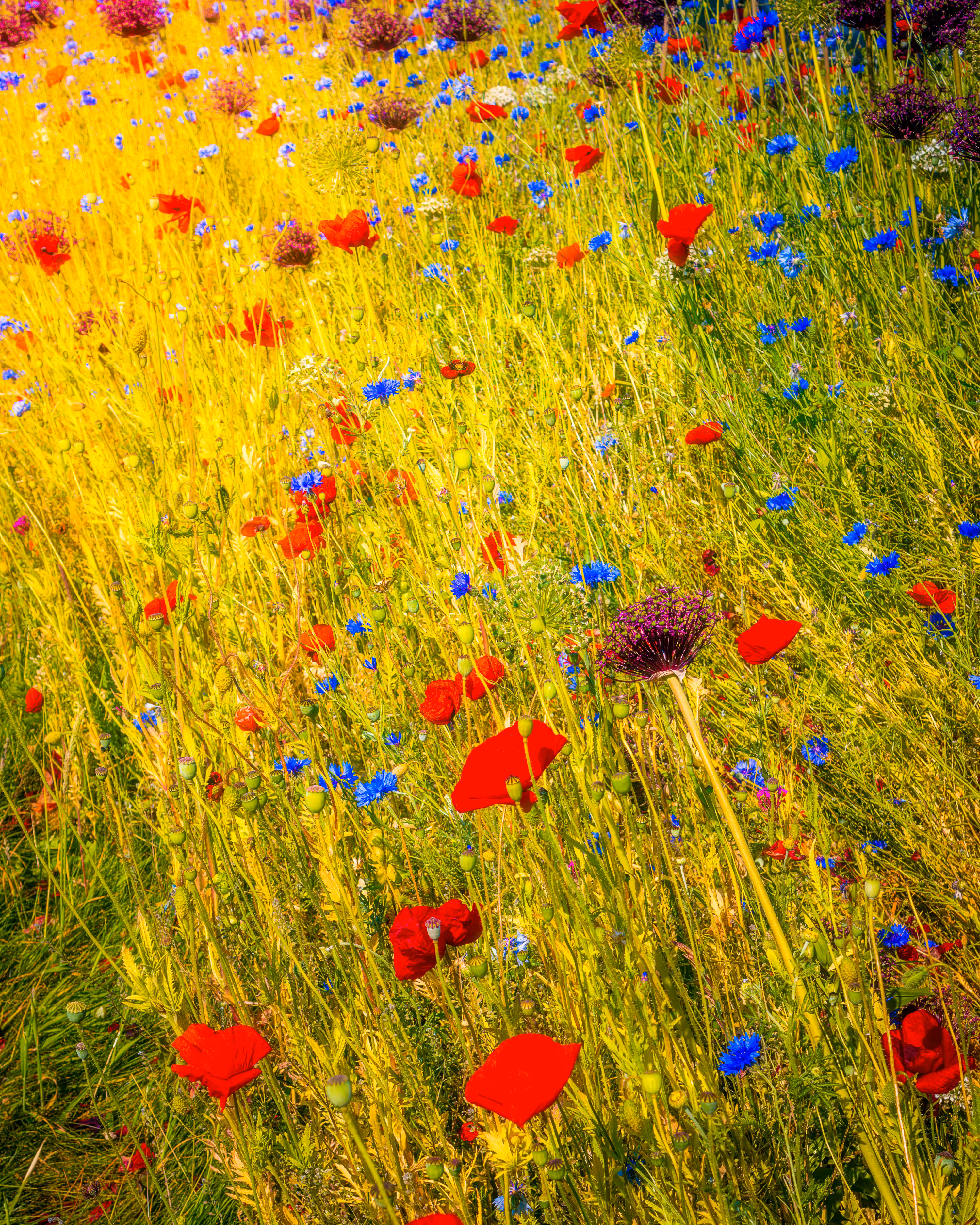Galway City Wildflowers