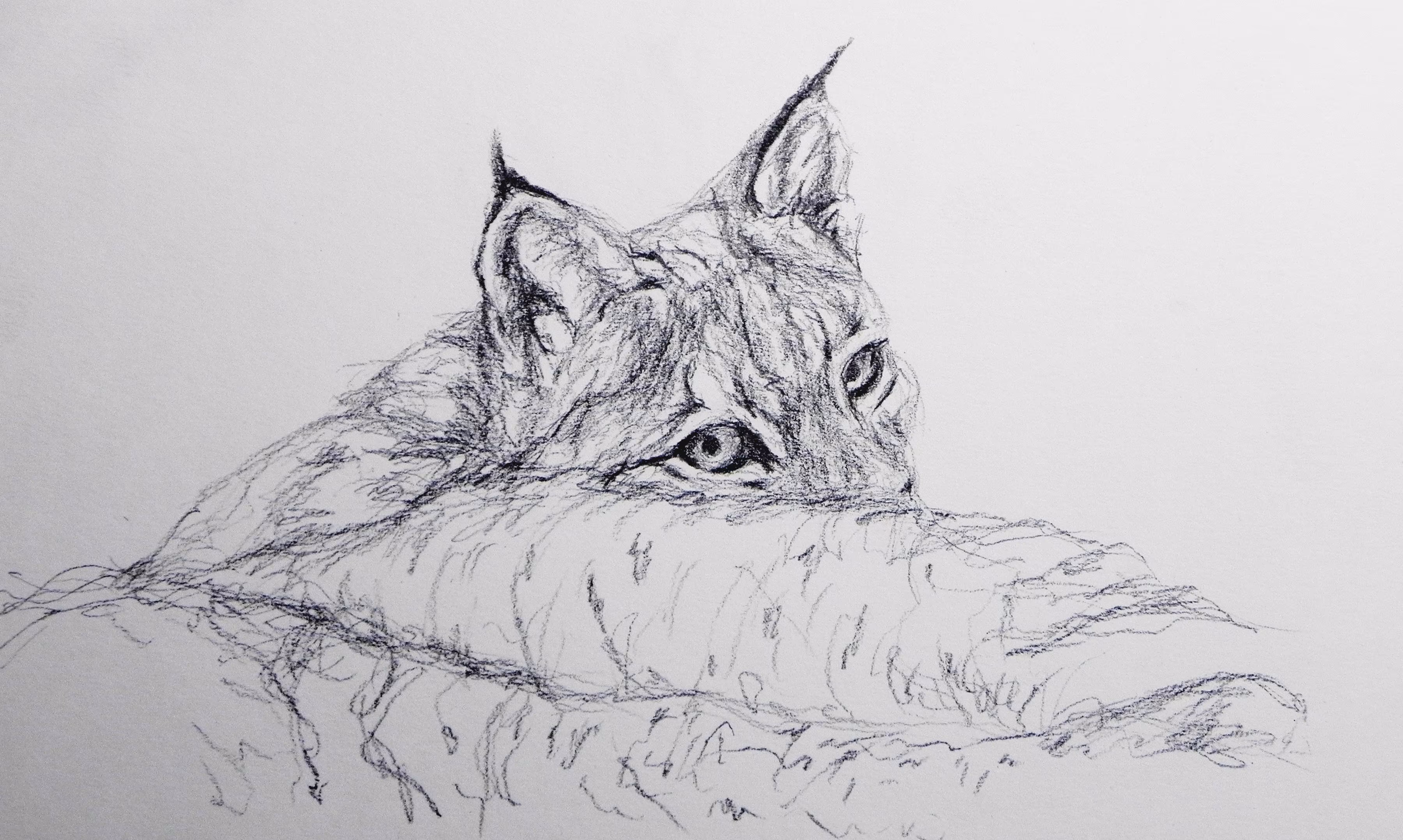 LadyCat