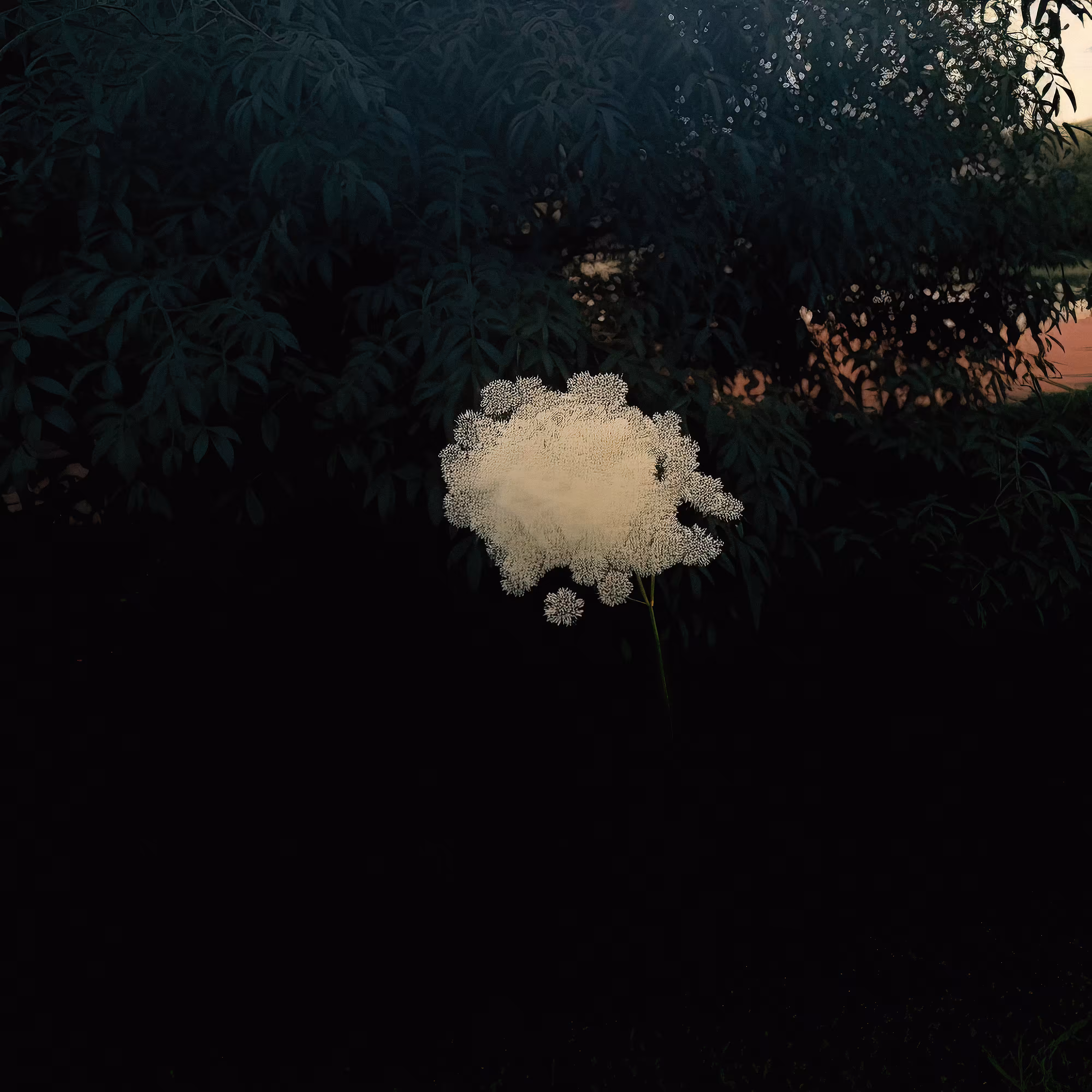 Single Elderflower Cloud