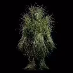 grass person