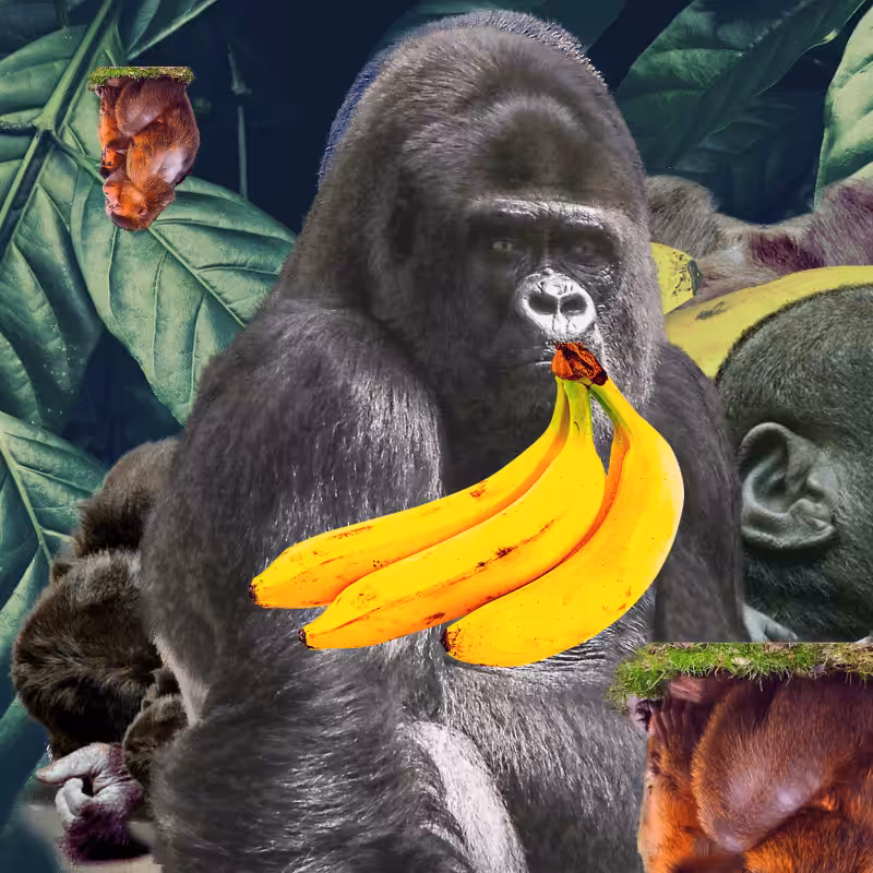 Banana #1 #1