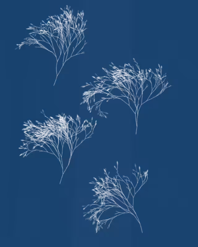 Cyanotypes #5