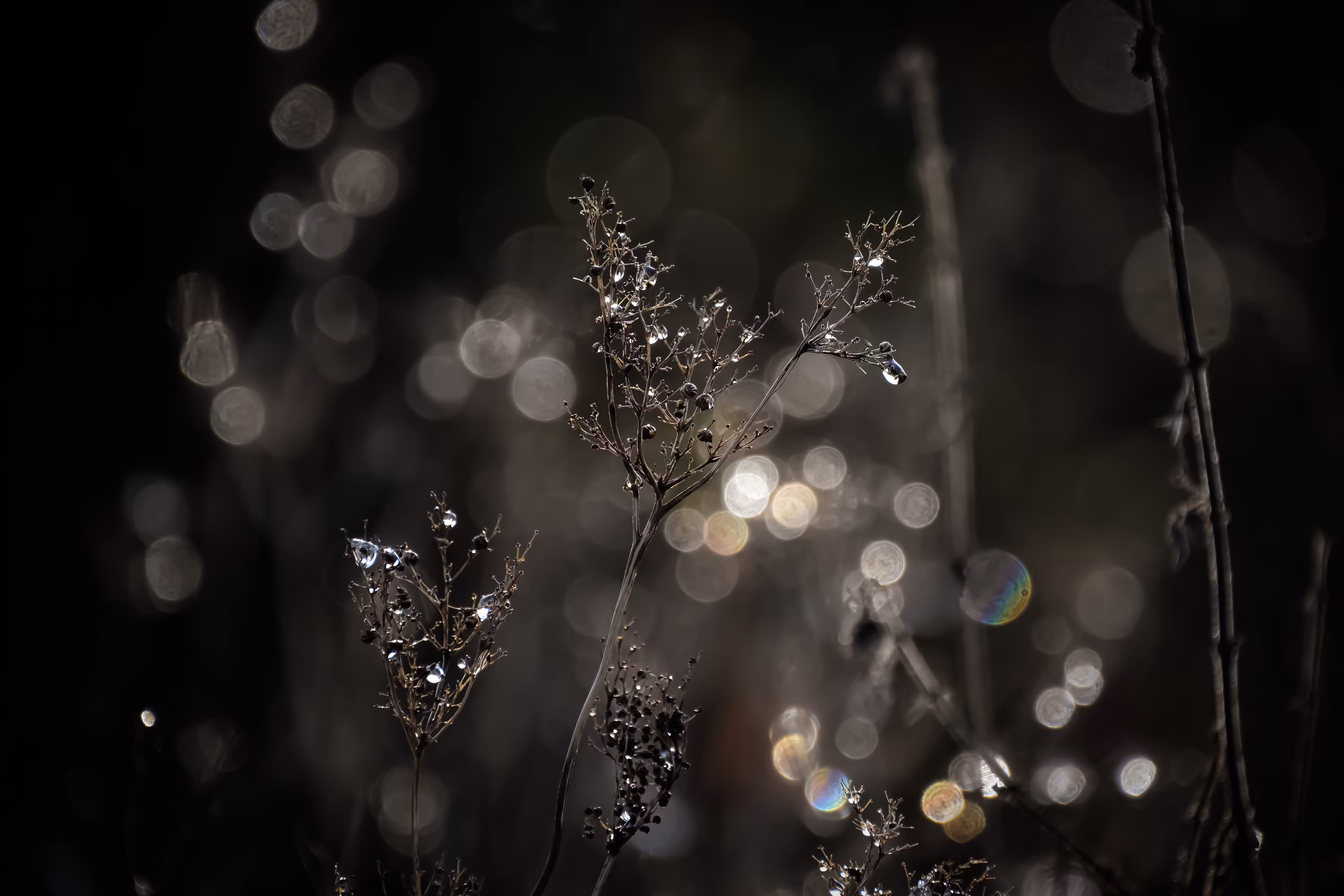 Bokeh Reflected