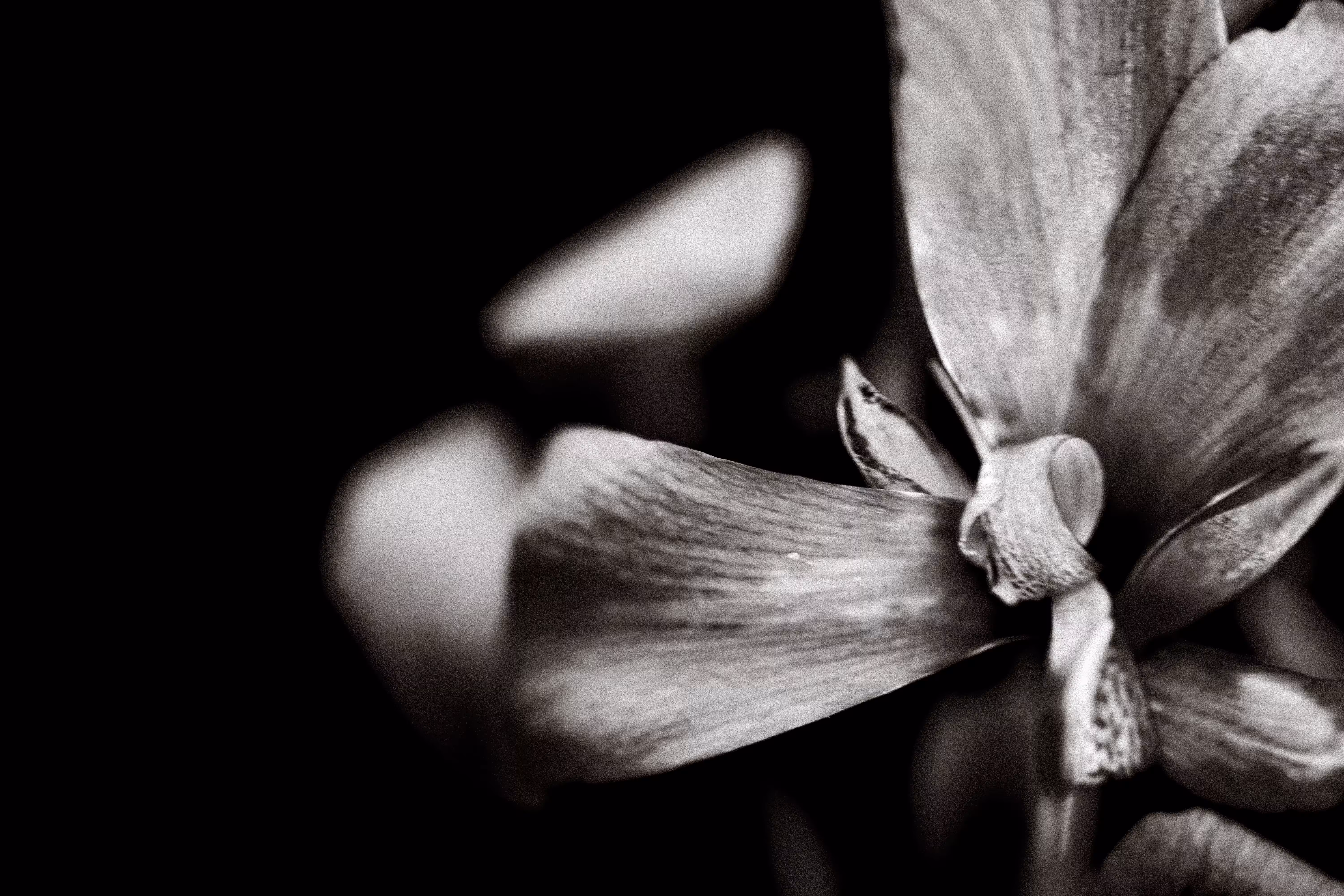 flora 4