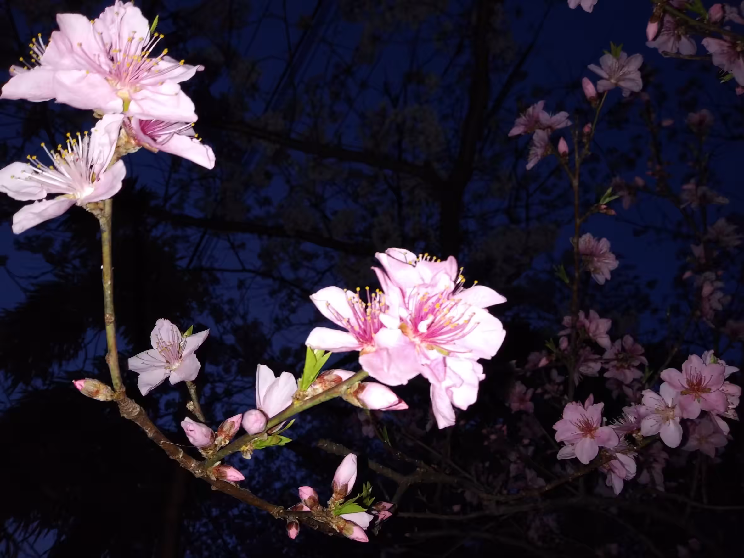 Japanese cherry blossoms