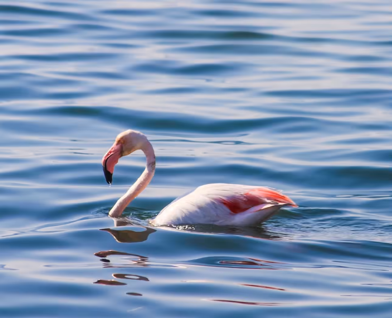 Pink flamingo 🦩