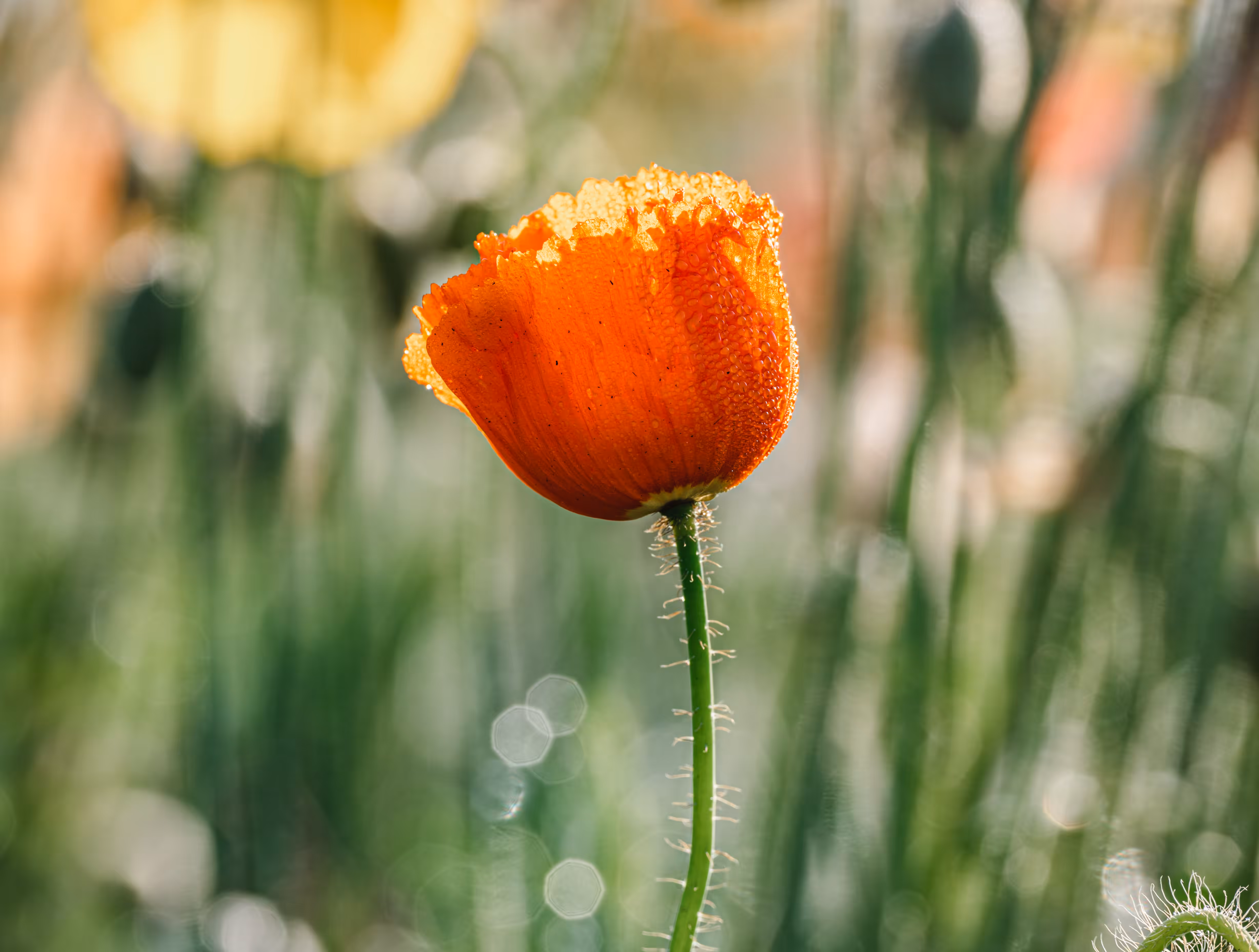 Flower #3