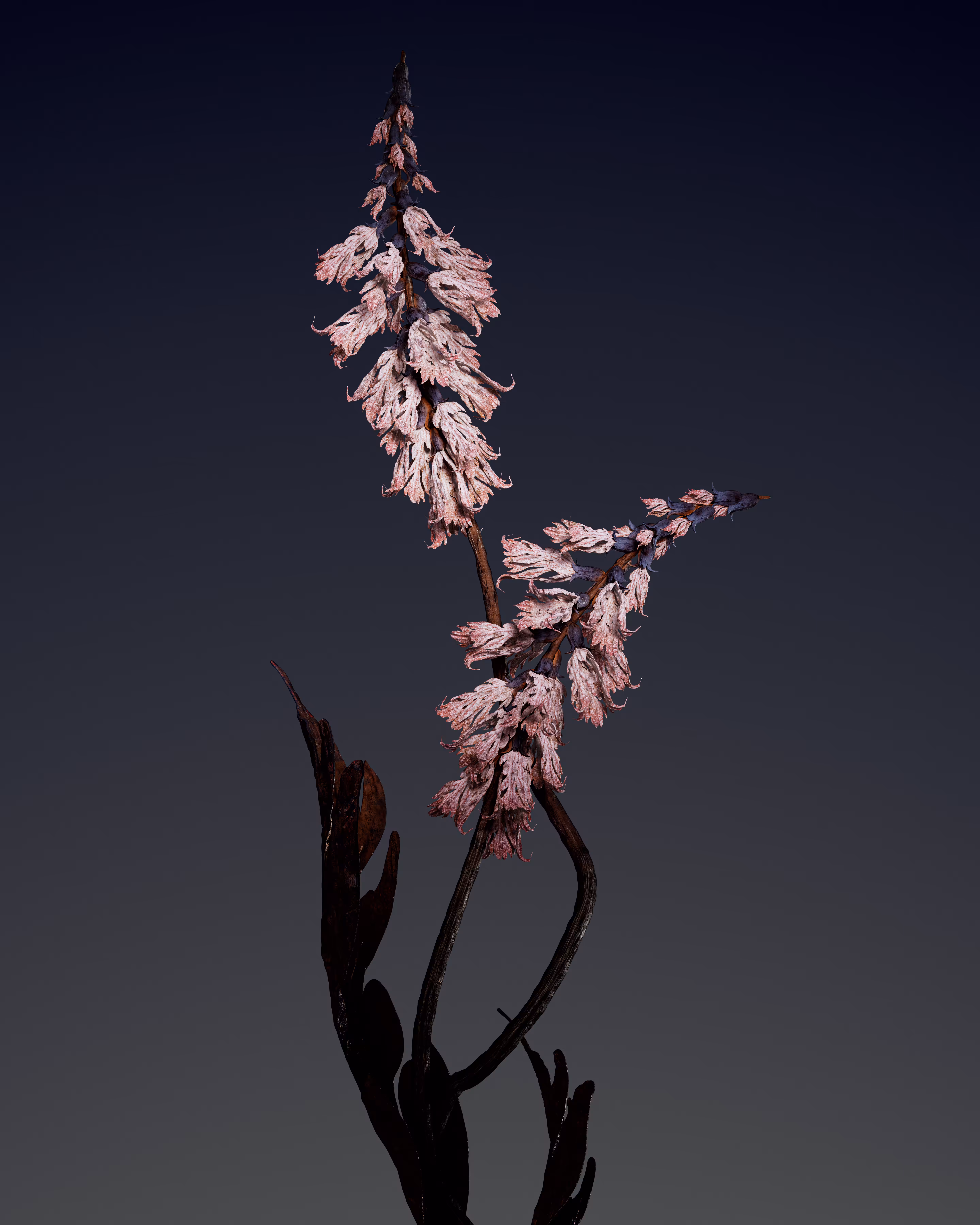 Algorithmic Still life #13