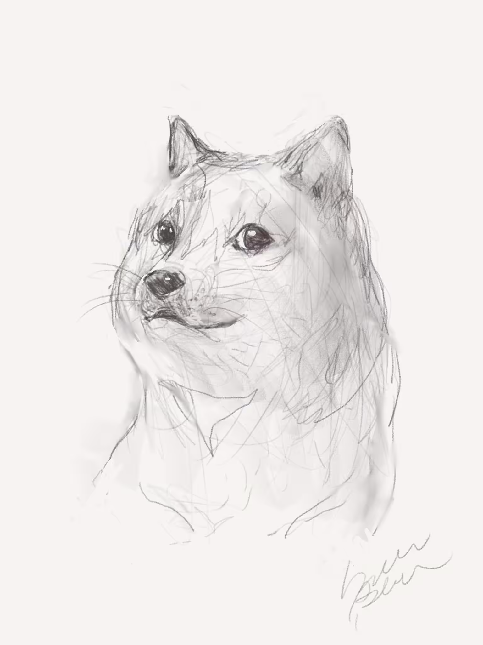 Croquis: $DOGE