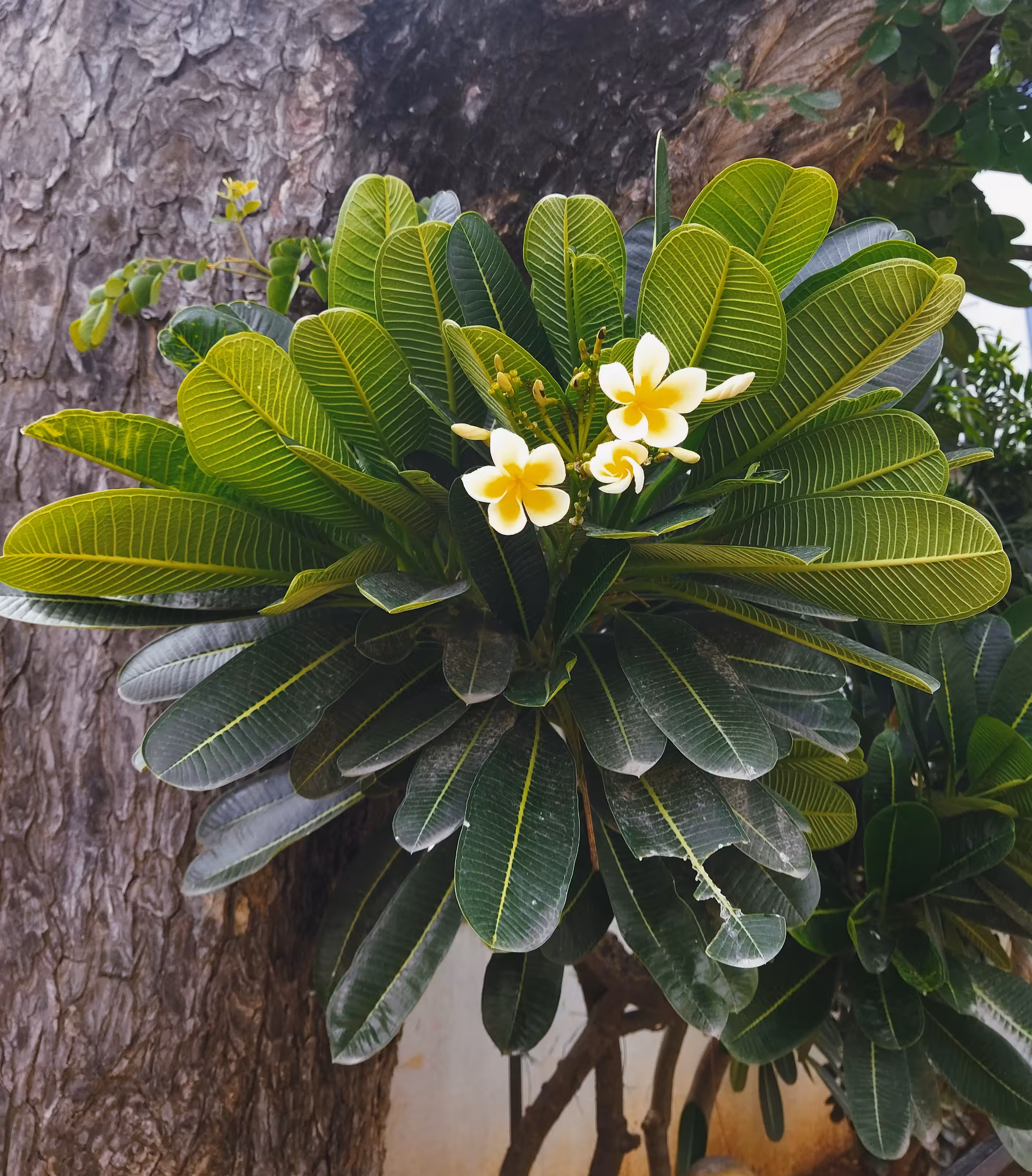 My World Of Flora And Fauna: Blooming In Between 