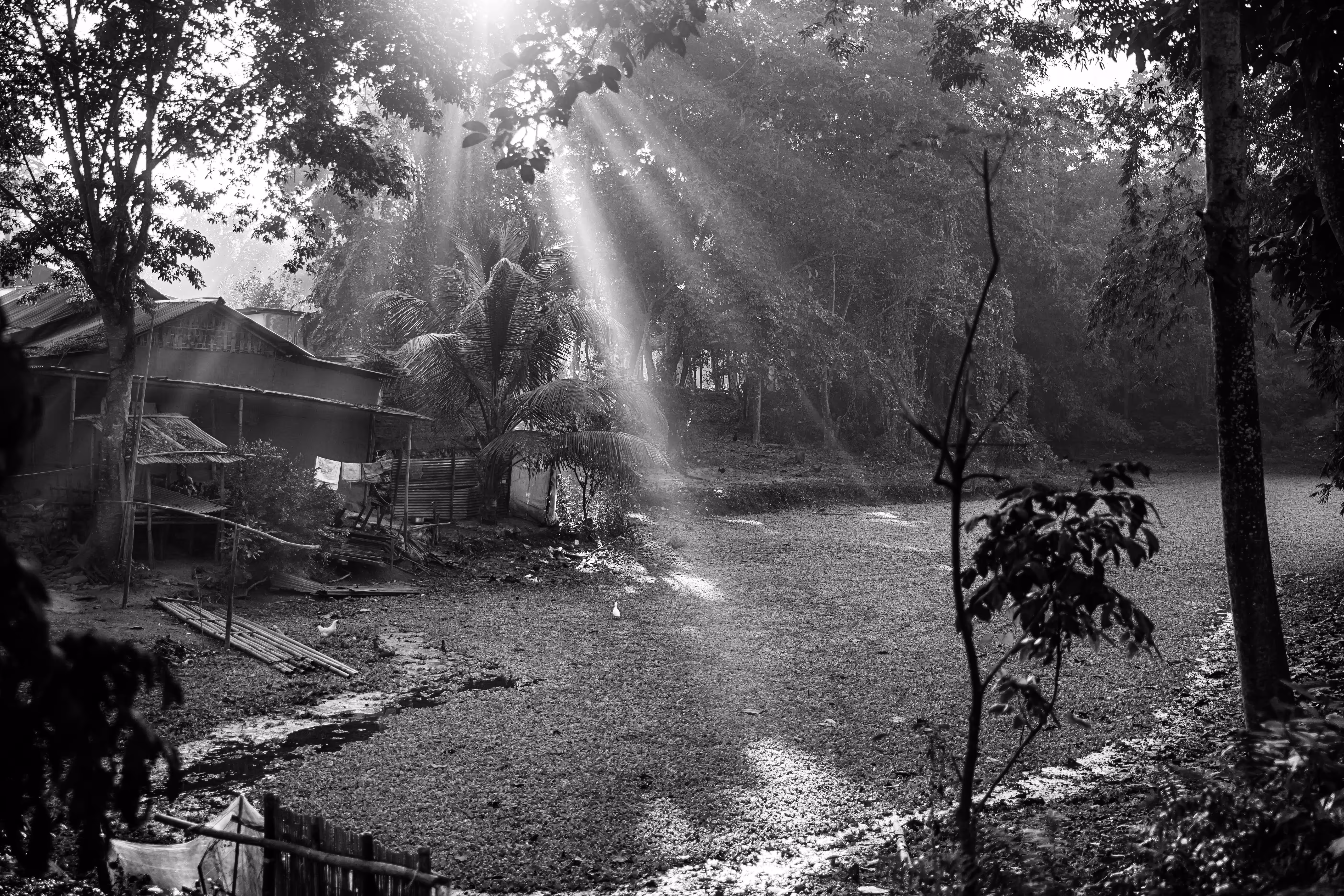 Early Morning in Kaziranga