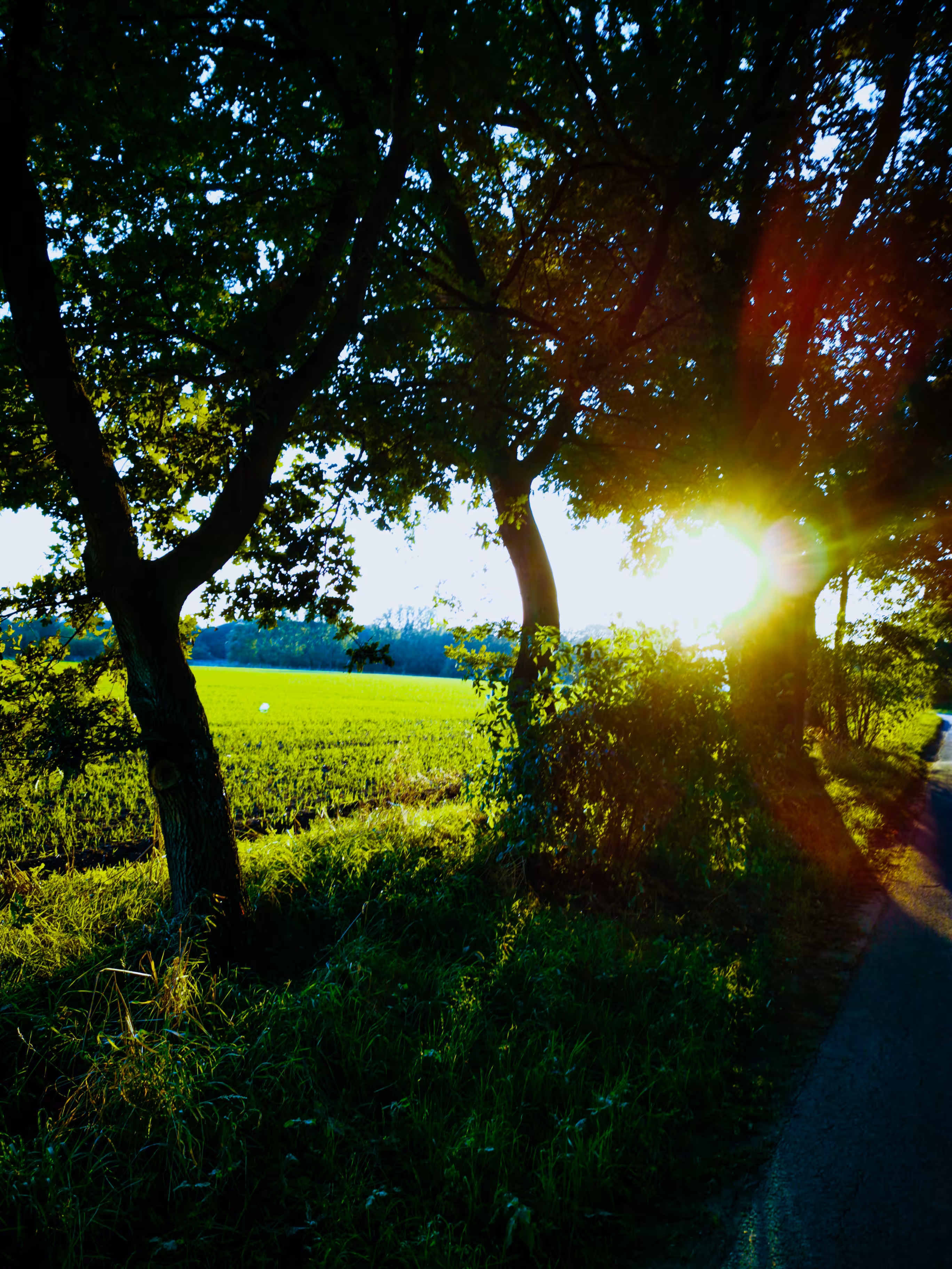 Sunset Stroll II