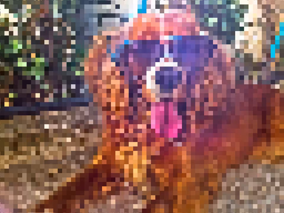 C8cker Spaniel