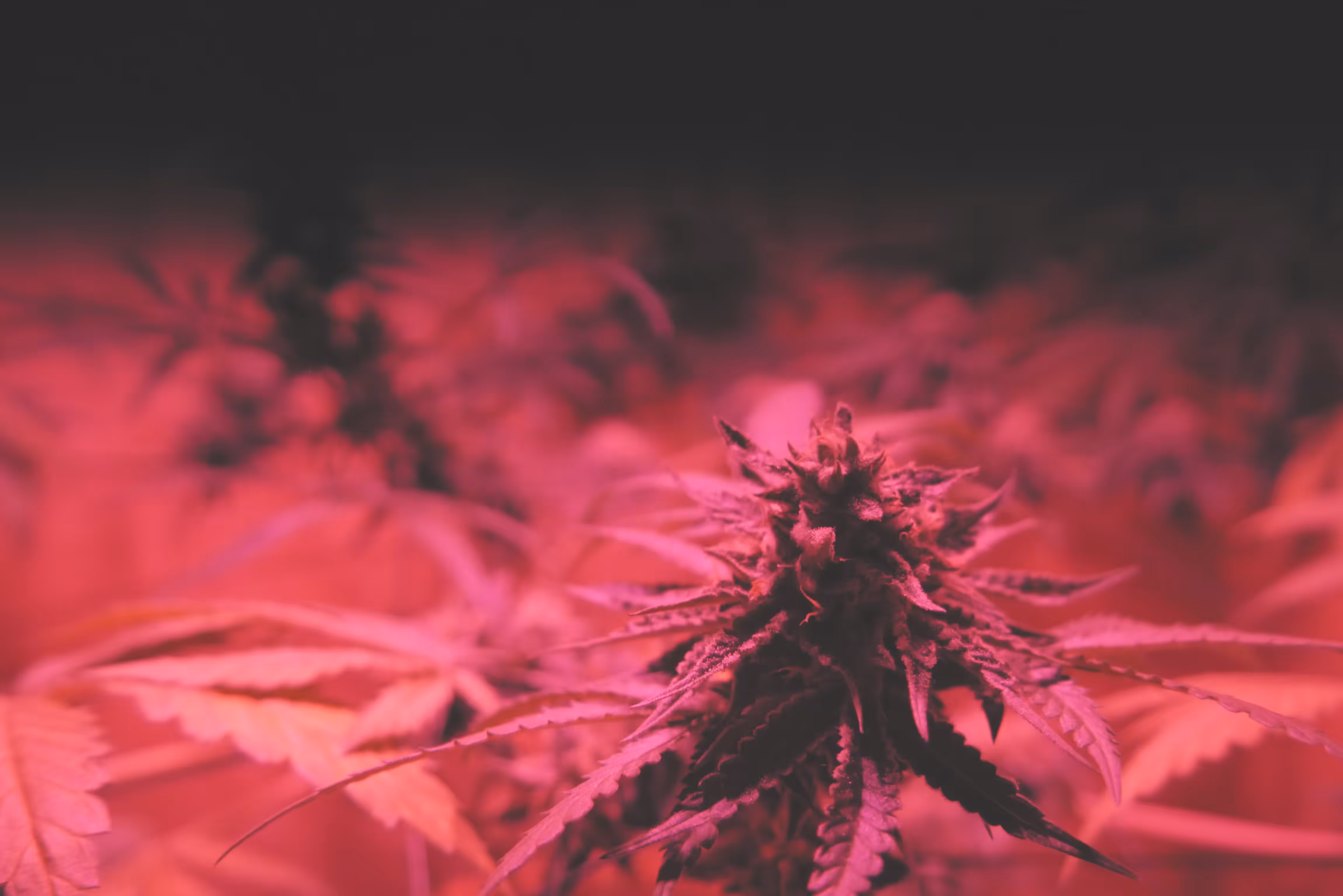CHOCOLOPE