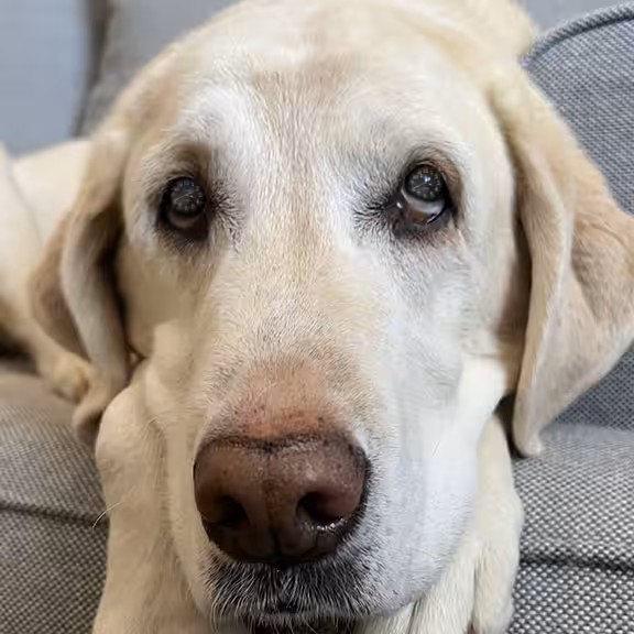 Dog Years: Eyes of time