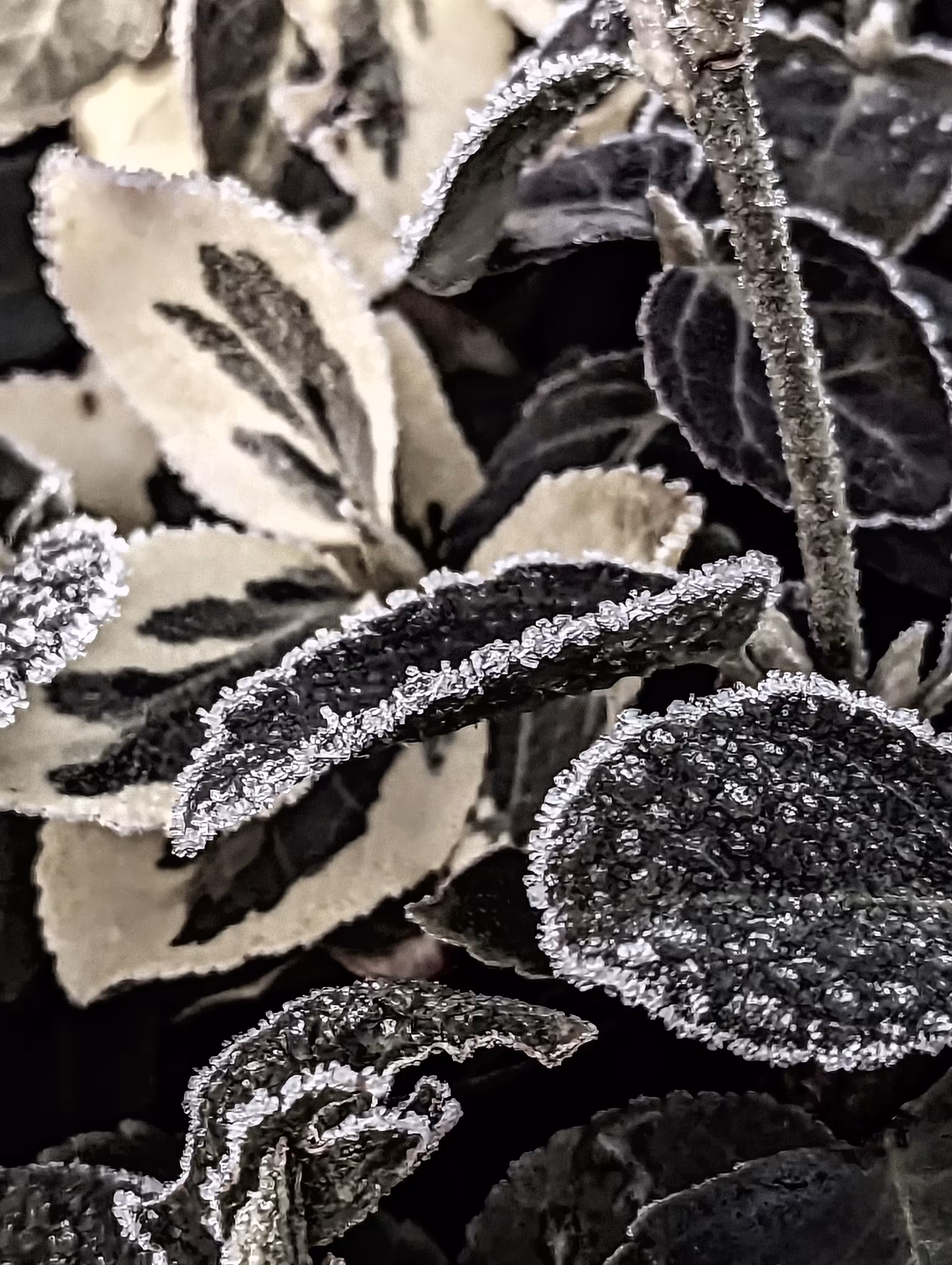 Crystal leaf noir
