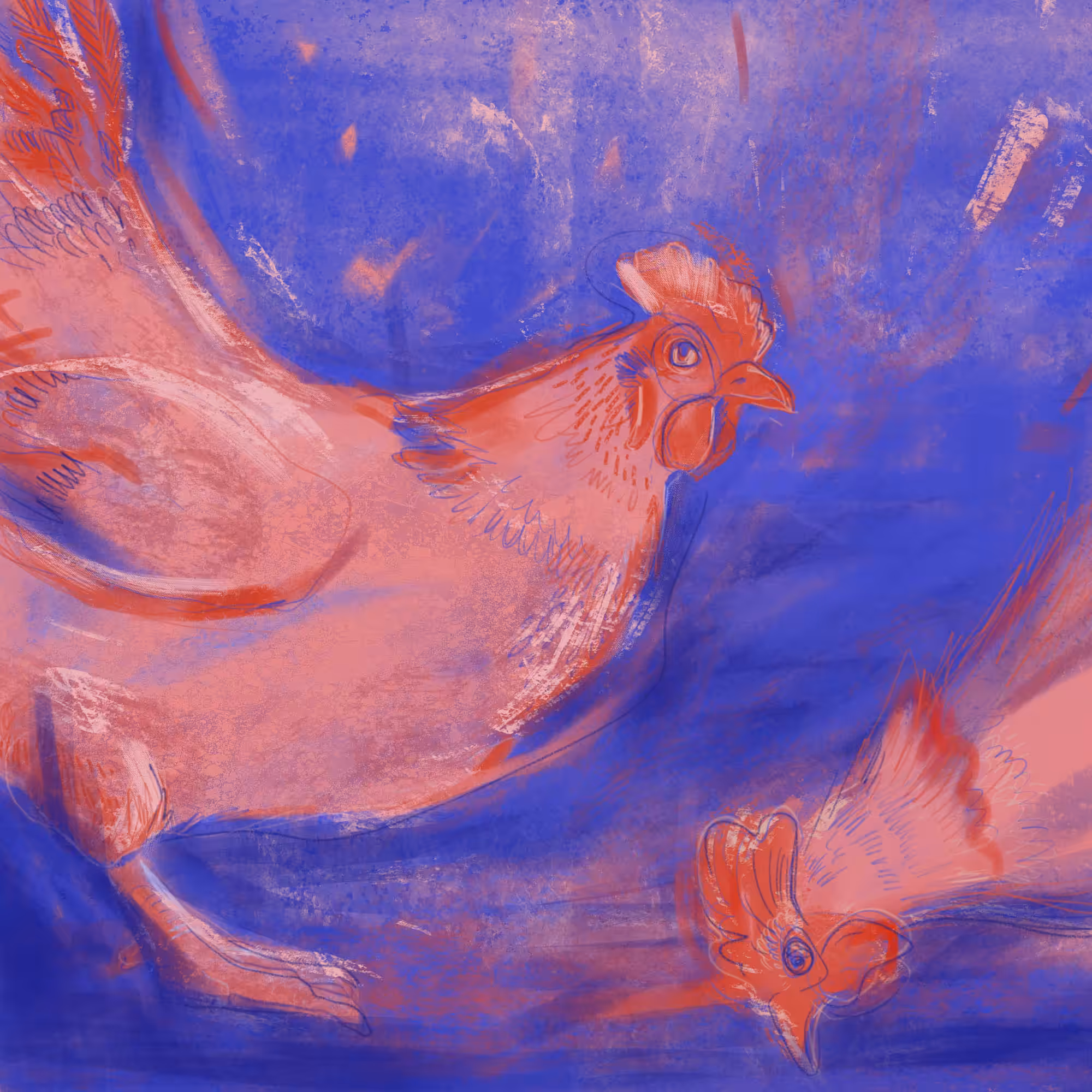 Pink chicken
