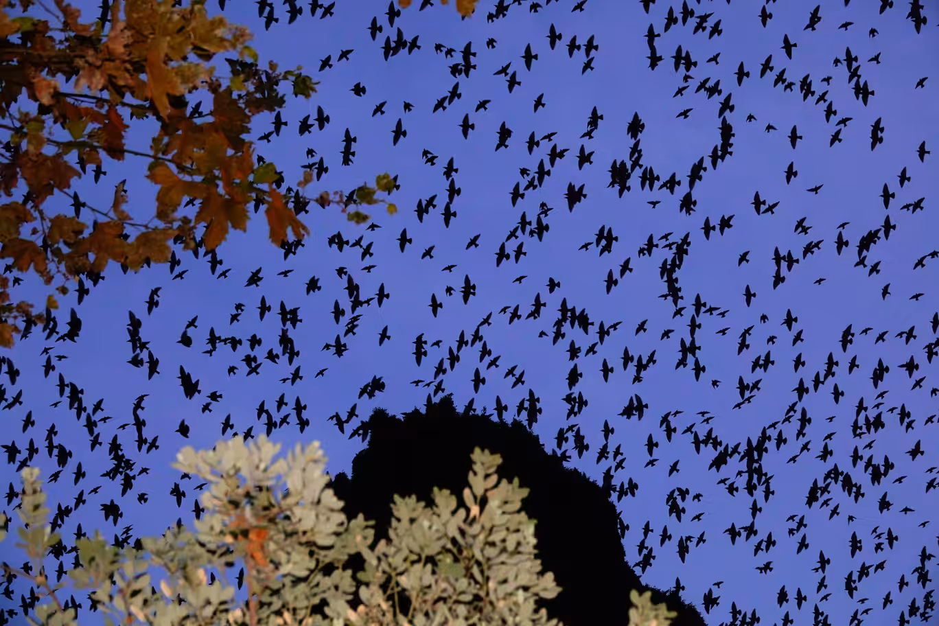 Murmurations 1