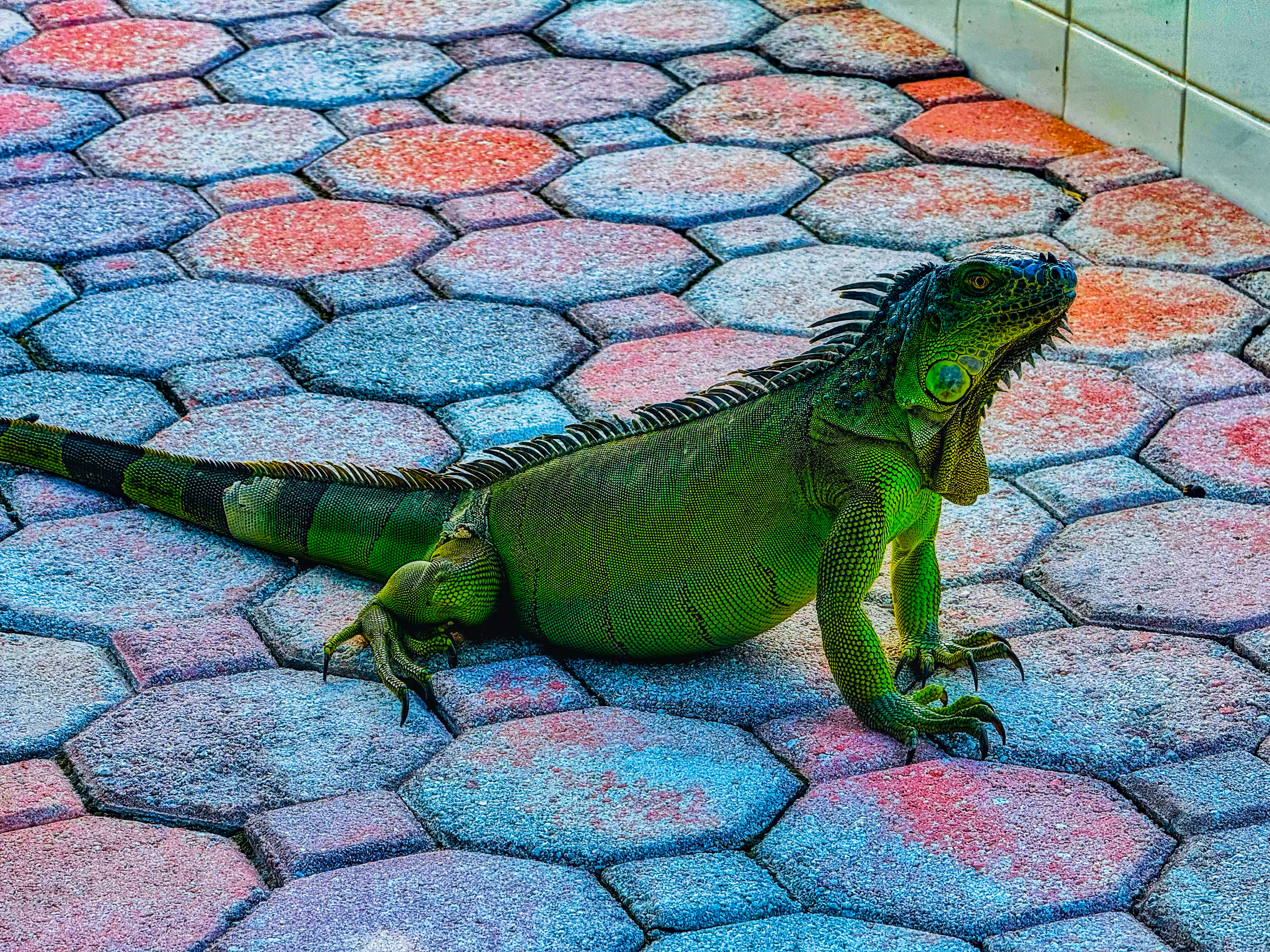 Iguana - countdown T-9