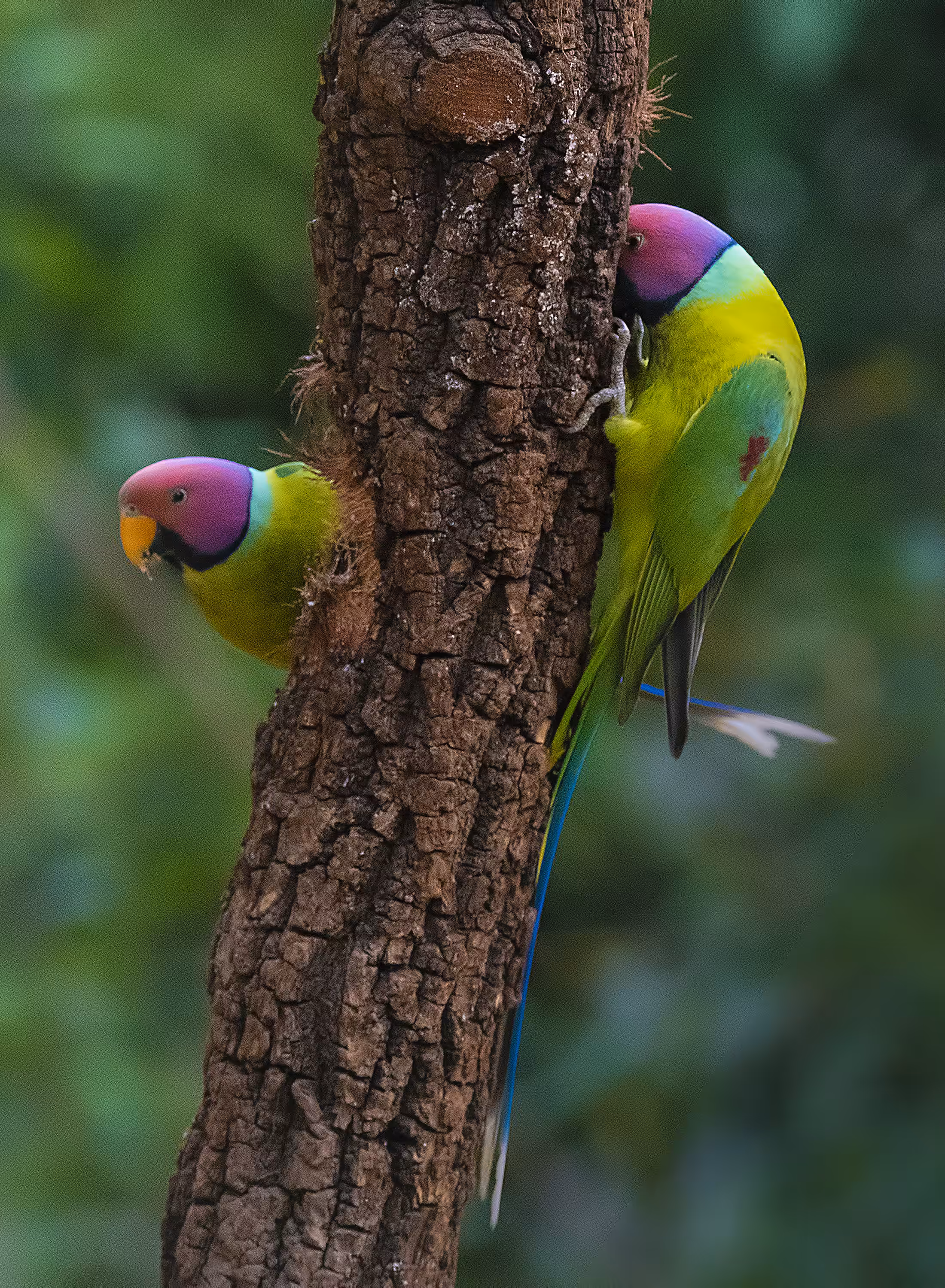 Plum Headed Parakeet