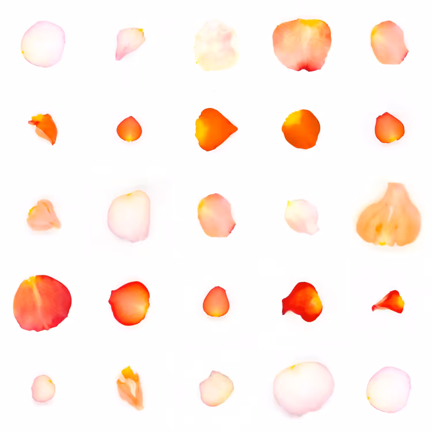 Infinite Petals 5x5#20988
