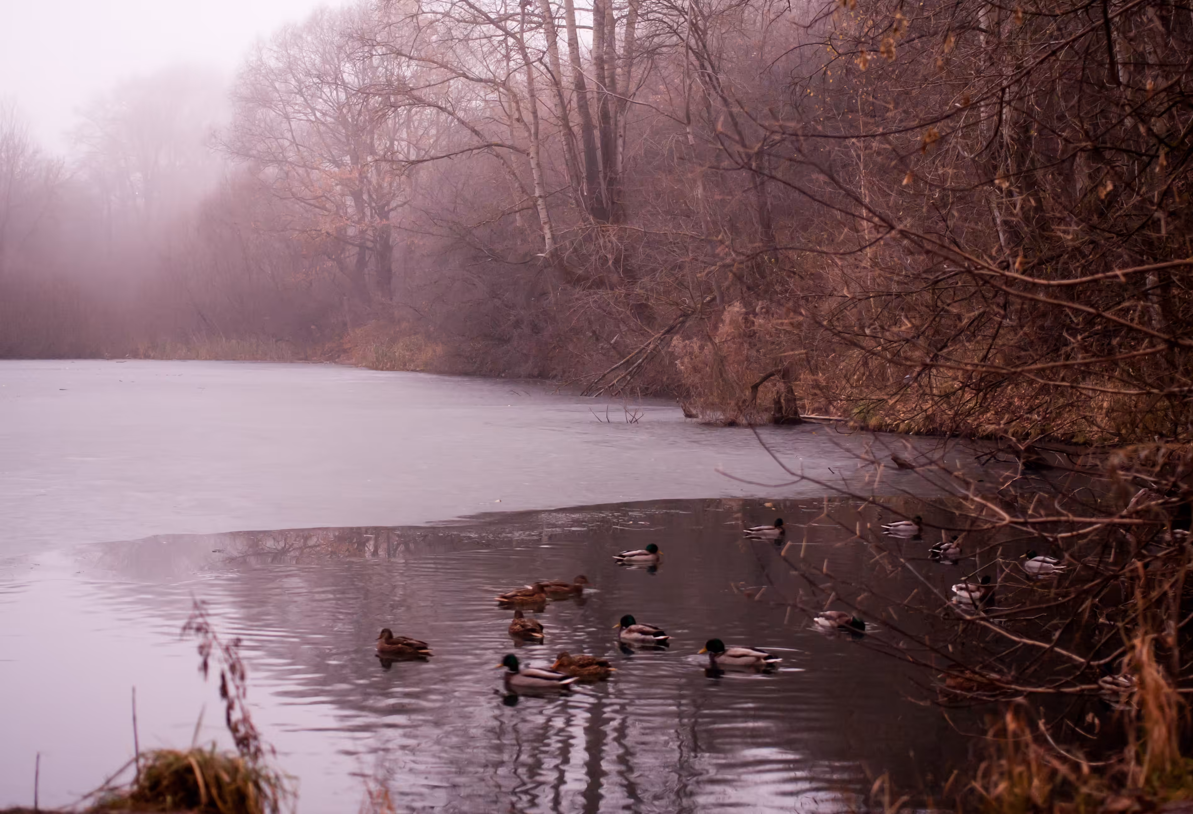 Forest pond 