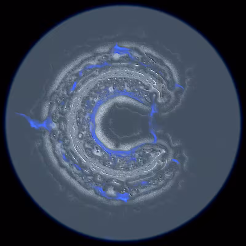 Ethereal Microcosm #77