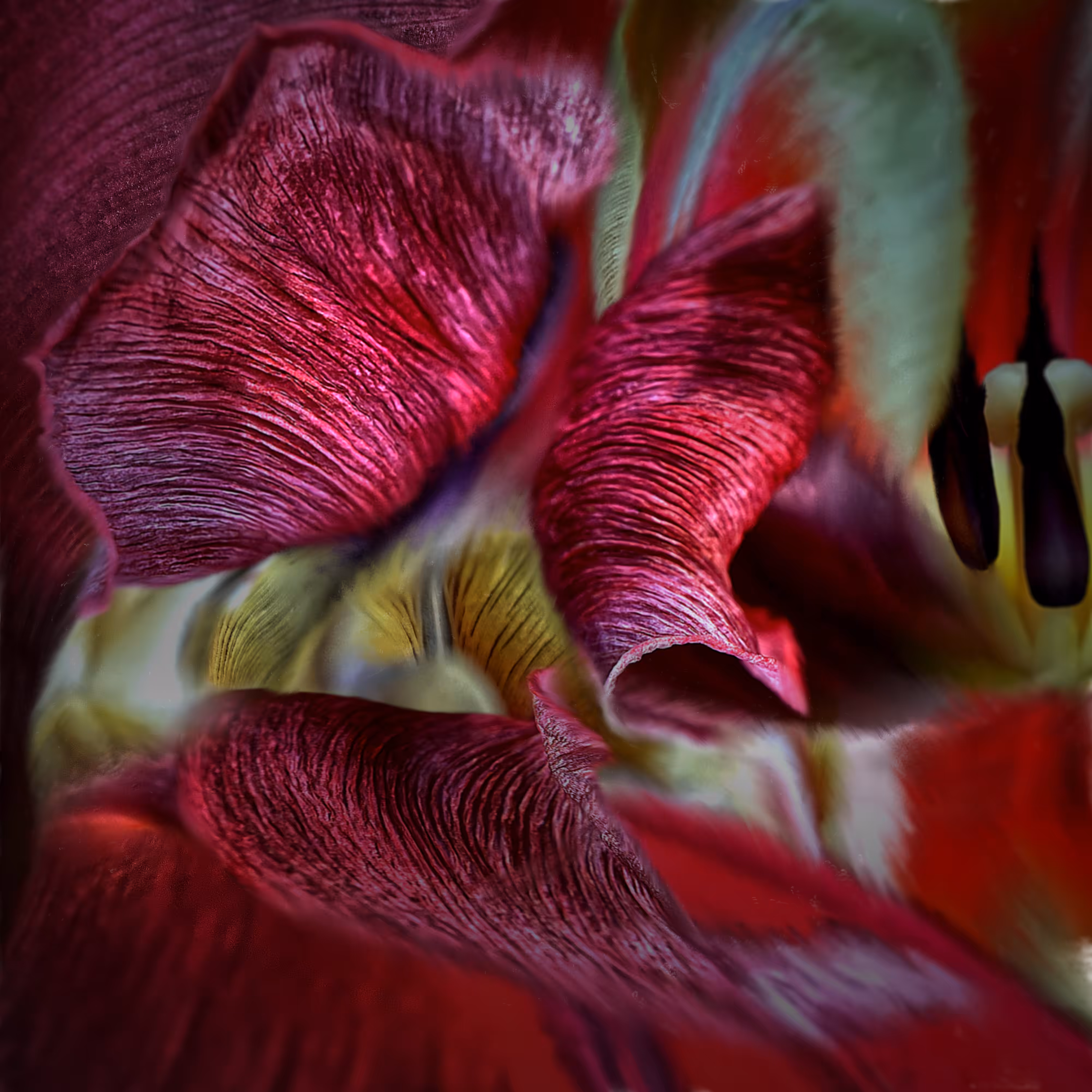colors of time - tulip