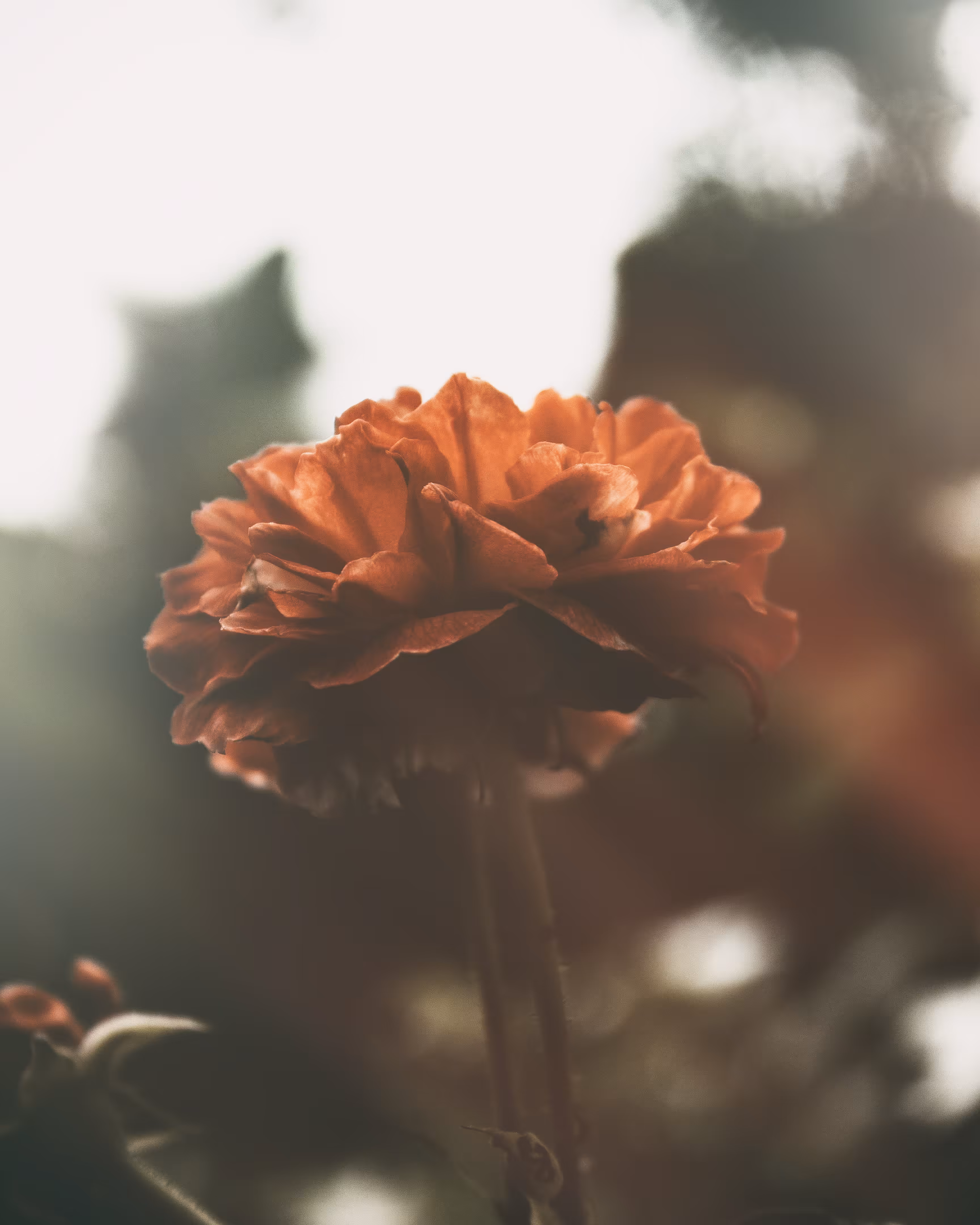 bloom #09