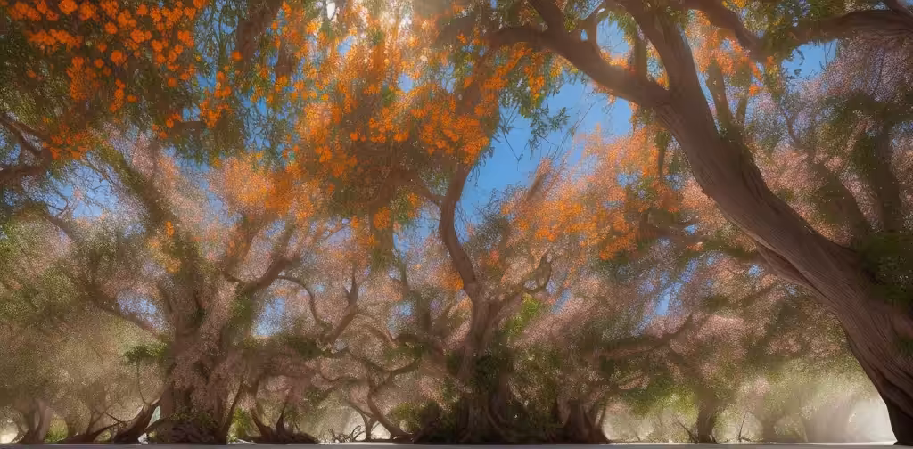 CANOPY DREAMS