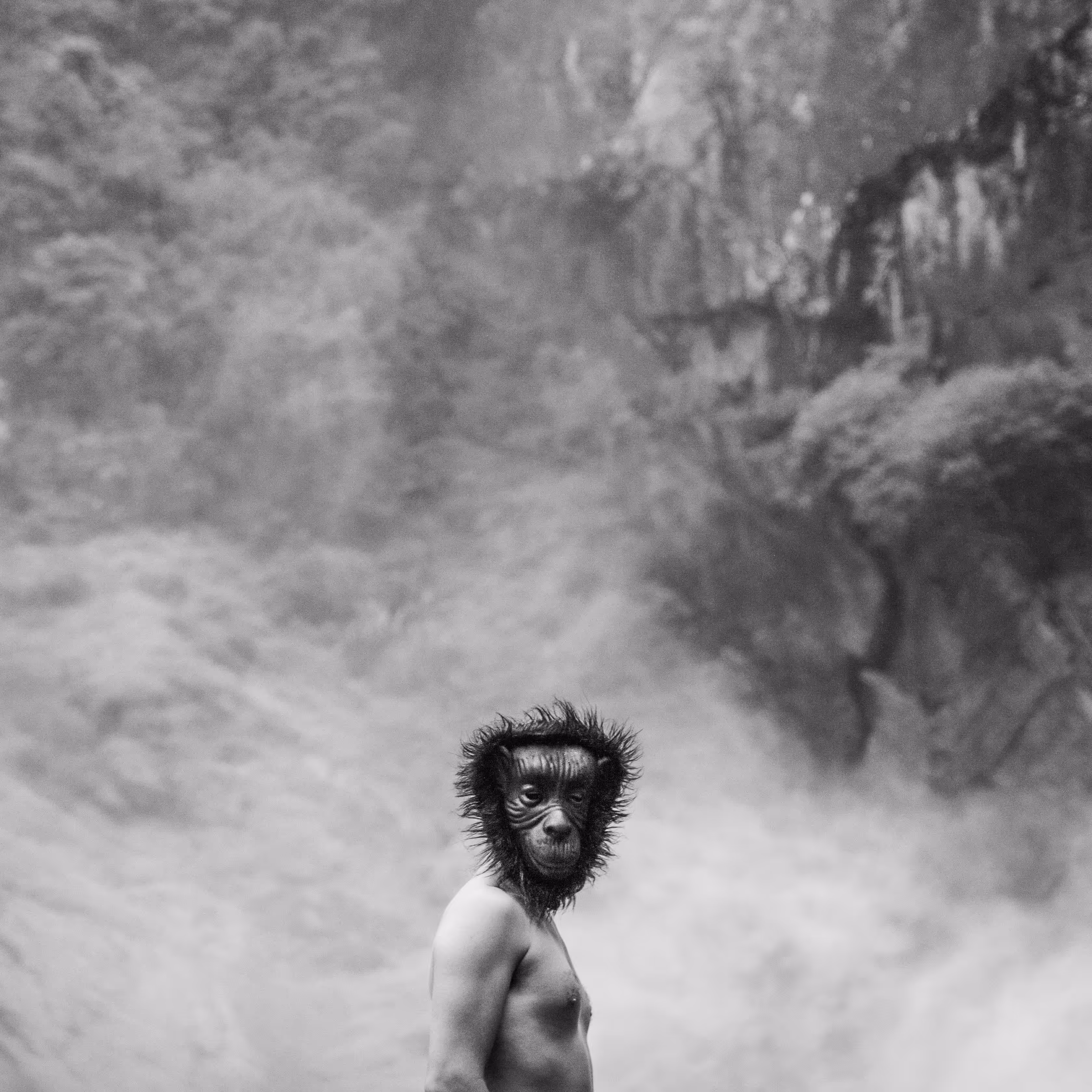 Monkey Series I