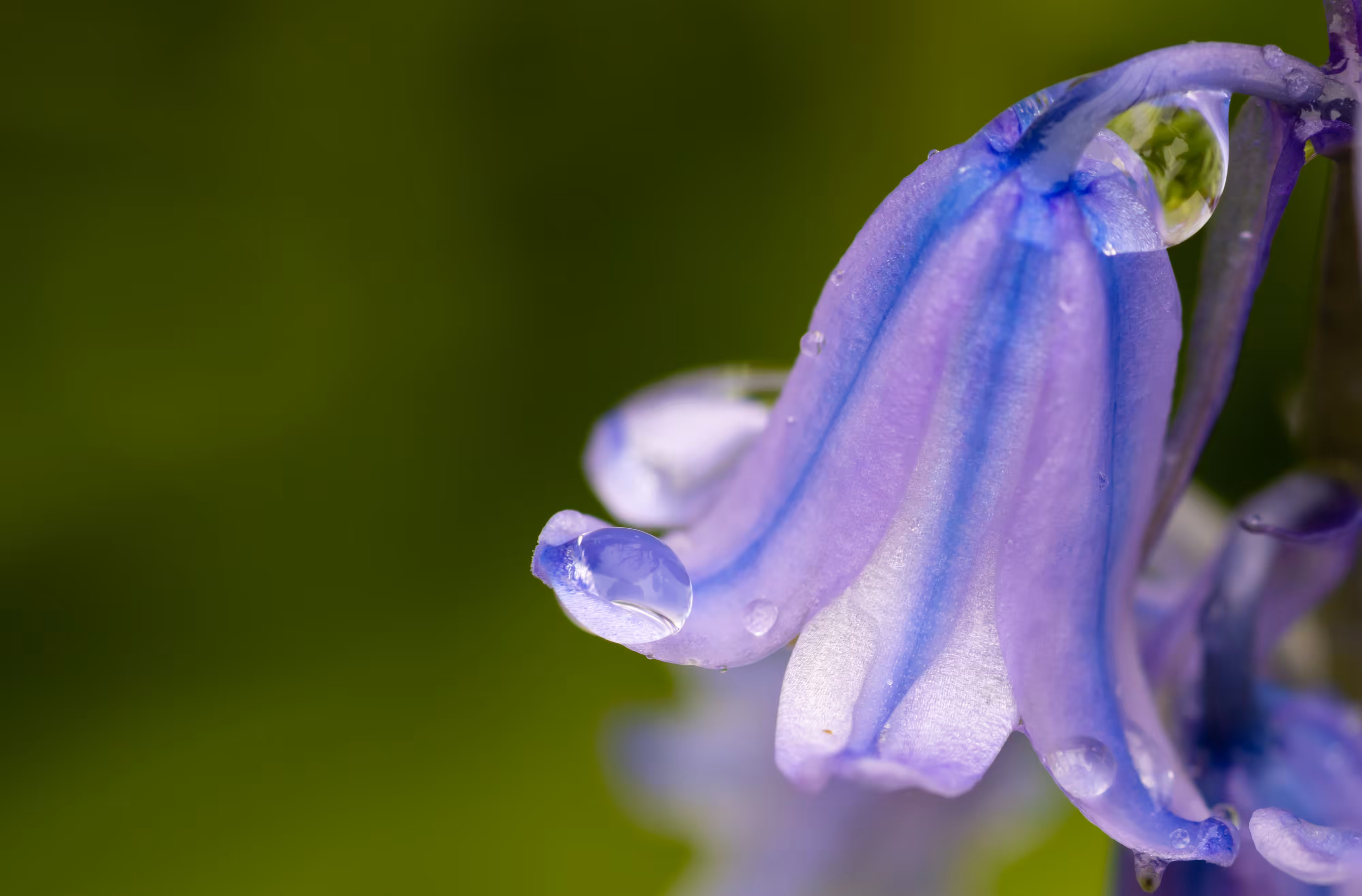 Whisperbell