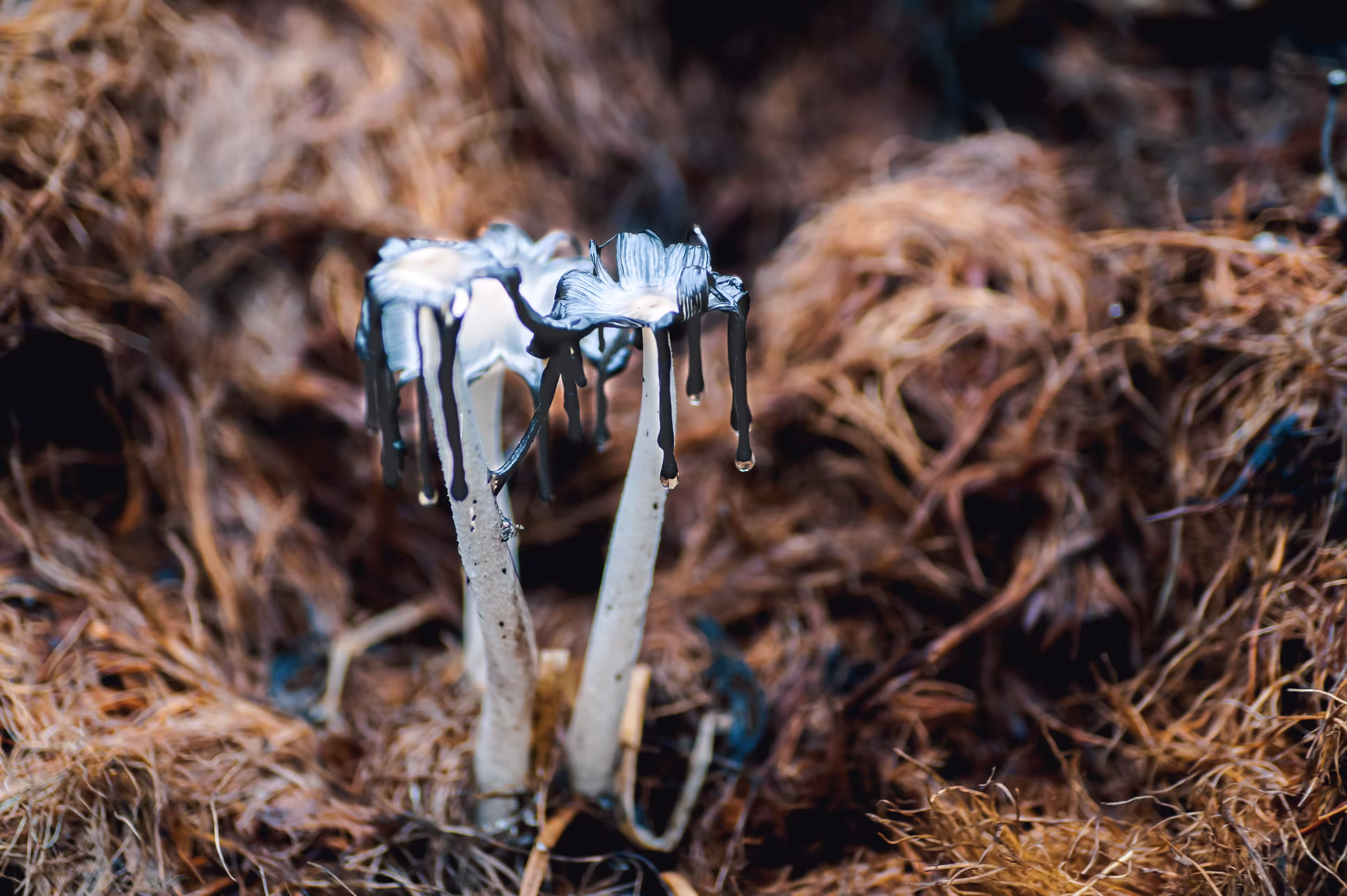 Magic Fungi for New Life - Black Ink