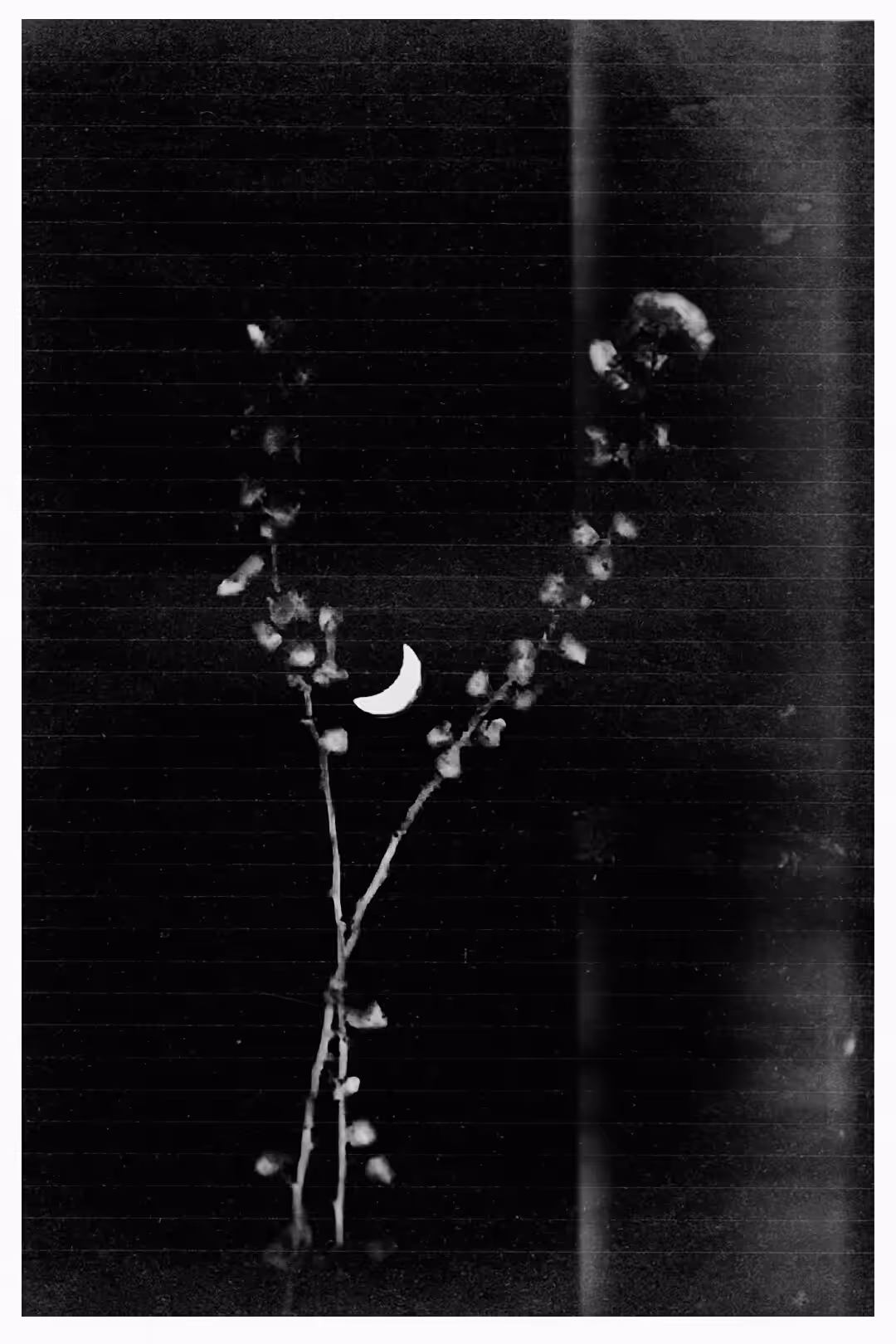 Hunting the Moon