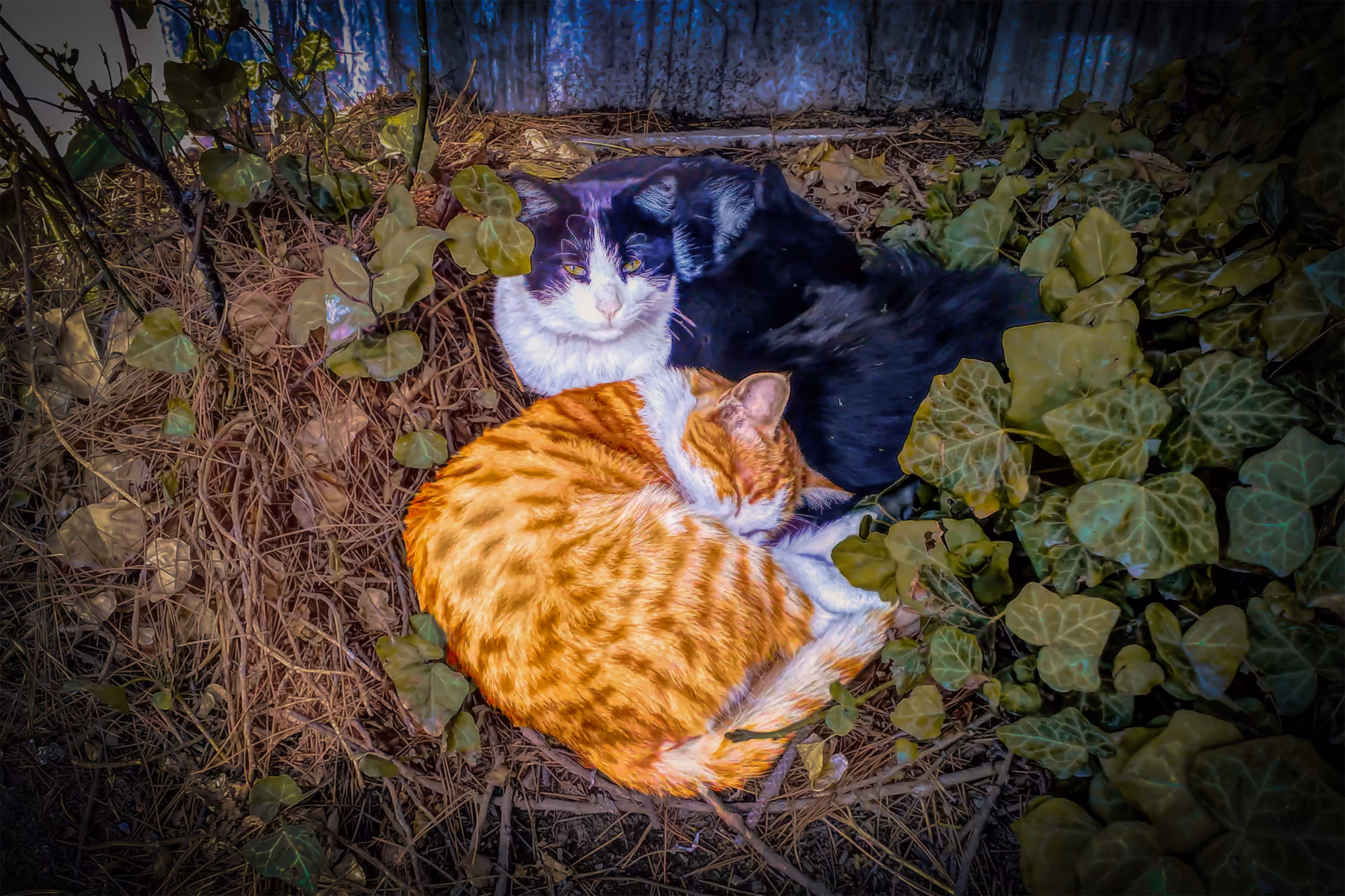 Cuddling in Peace