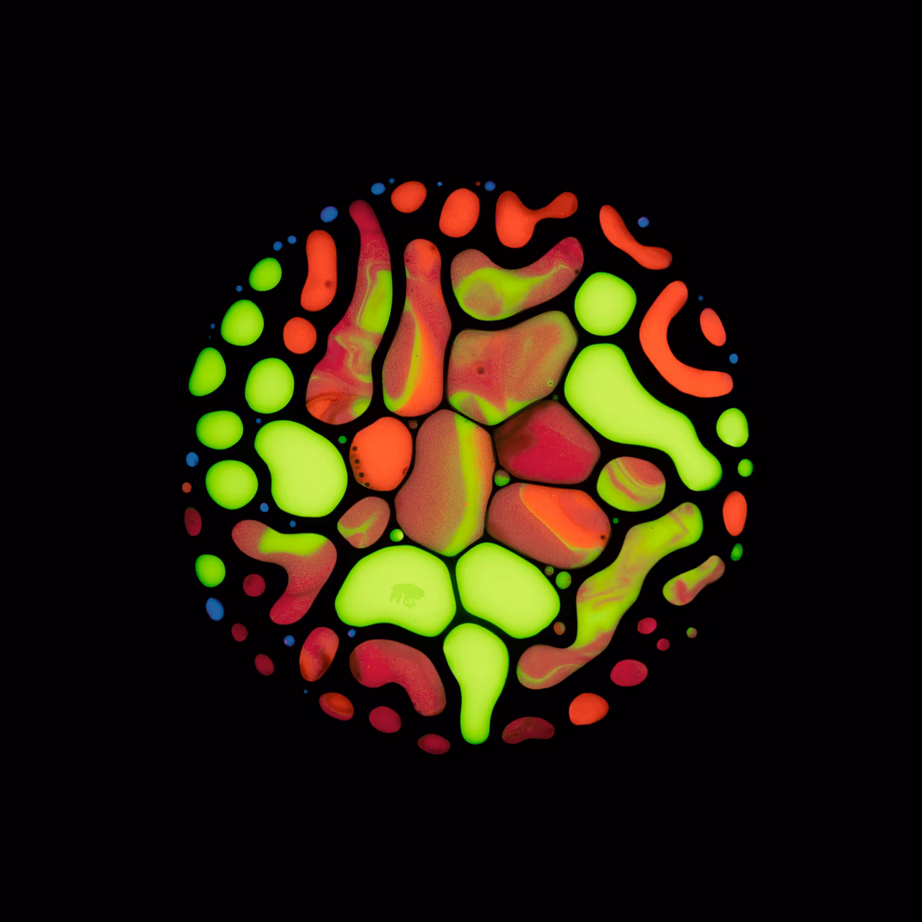 Haematopoiesis #69