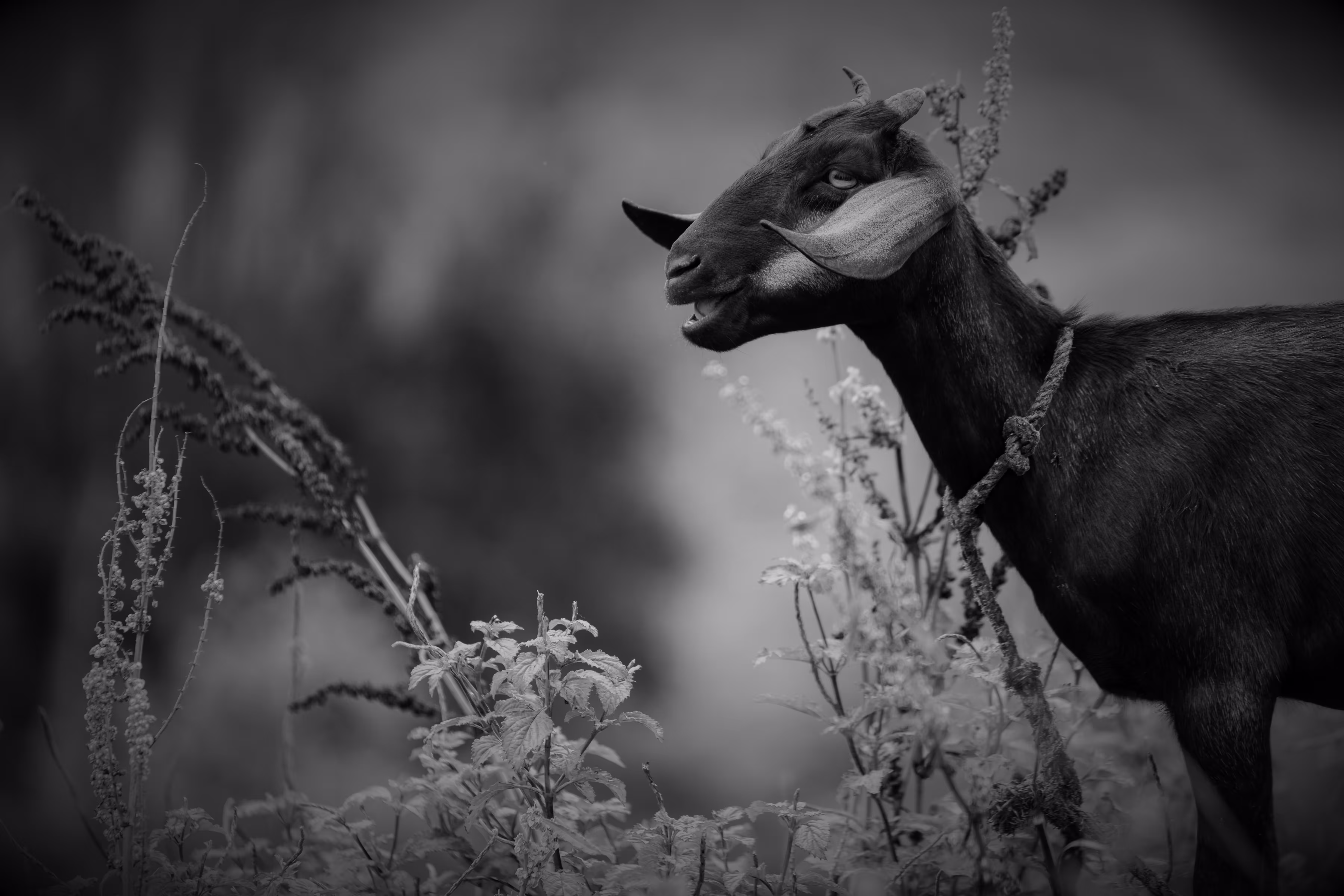 "The Fields of Grey Visual 4" Something Good Awaits