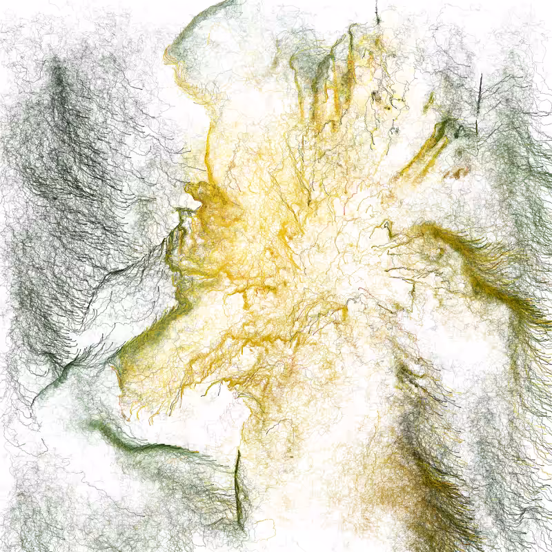 Hypericum #28