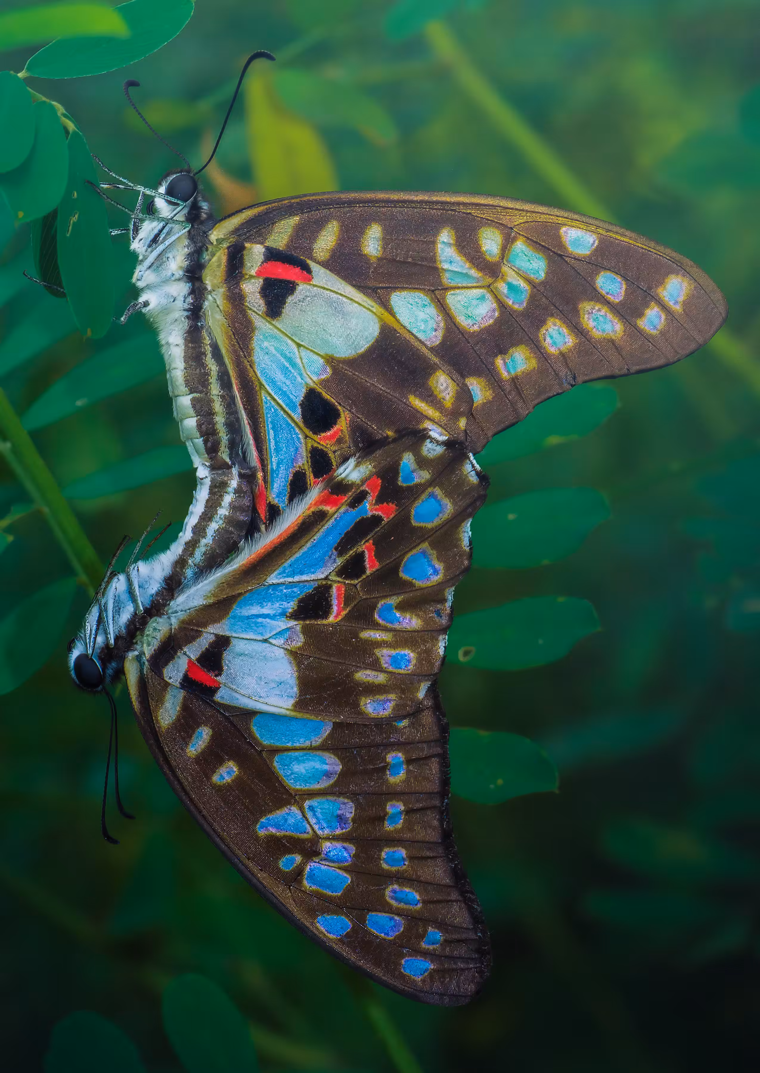 Butterfly - Common Jay